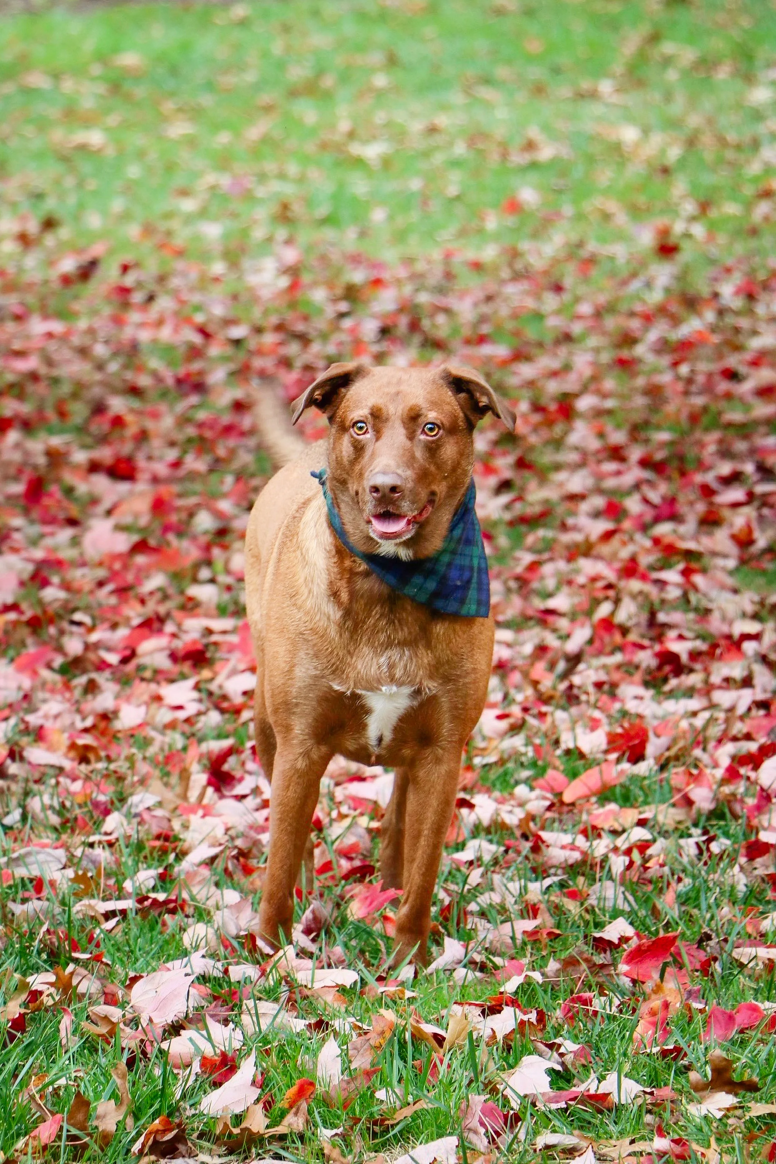 A brown dog with a blue plaid bandana around its neck standing on grass covered with fallen red and brown autumn leaves.