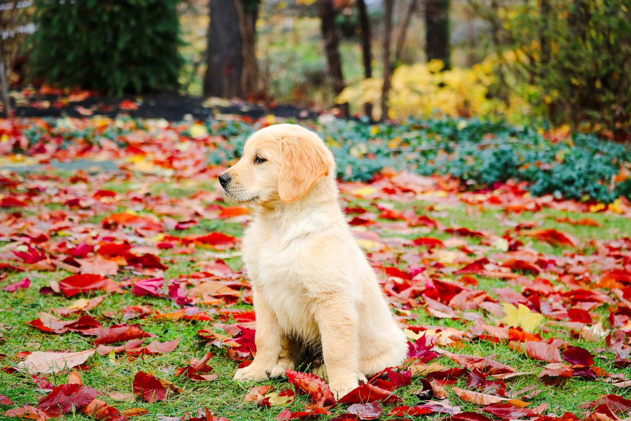 20161125_Jorah_Puppy_FallLeaves_0001.jpg