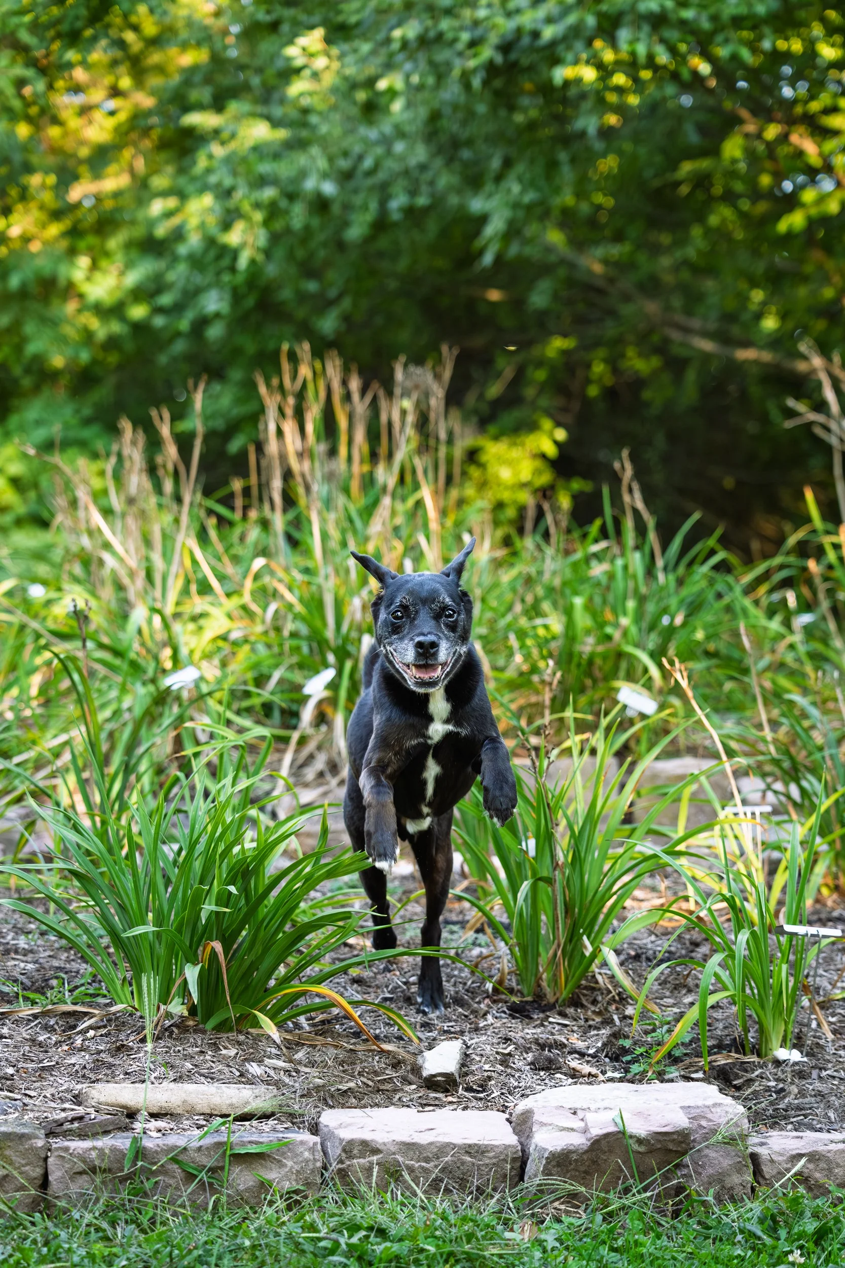 A black dog with a white chest running outdoors through green plants, with a blurred green leafy background.