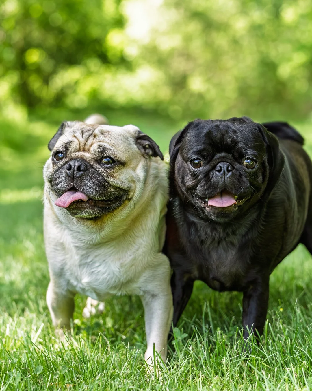20260606_Chewy&Remington_IG_0004.jpg