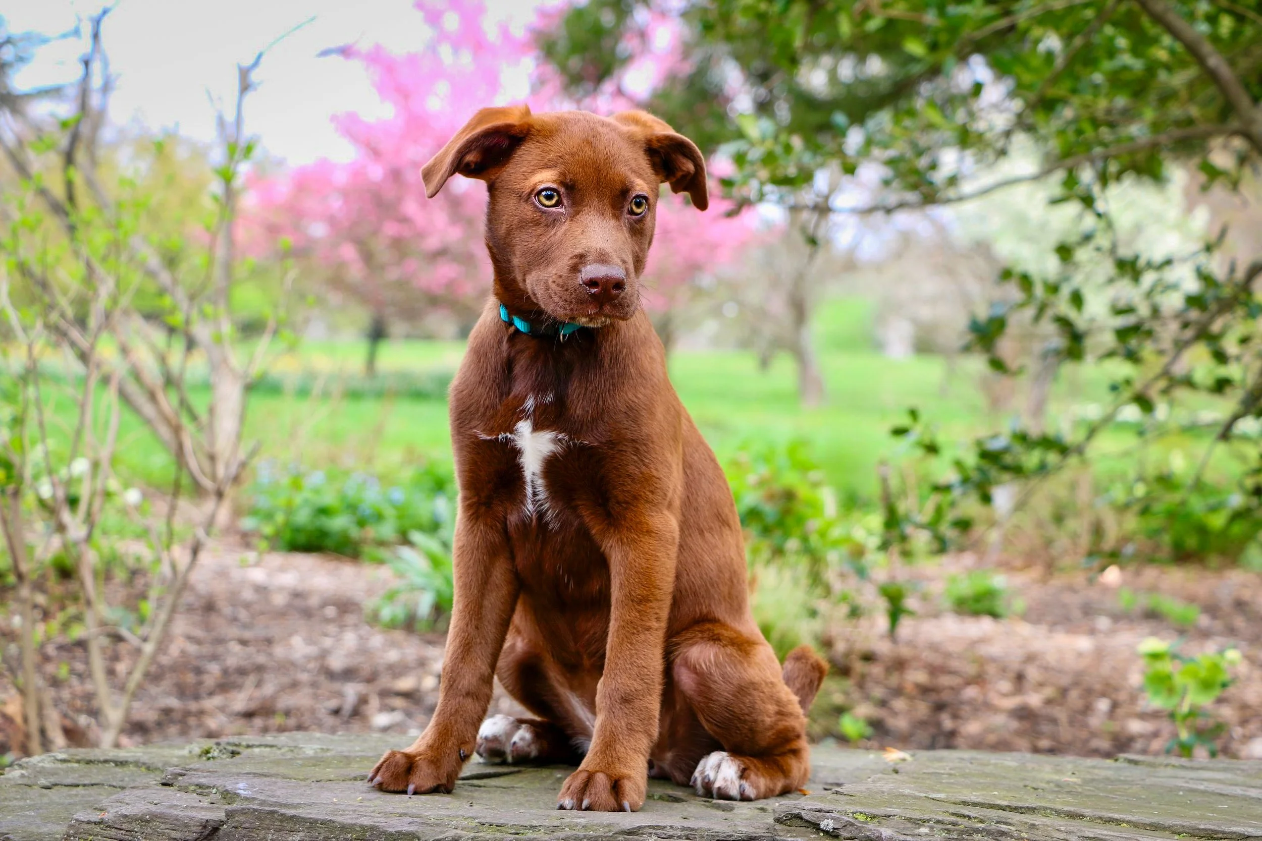A brown puppy with a small white patch on its chest sitting on a wooden surface outdoors in a park with pink flowering trees and green foliage.