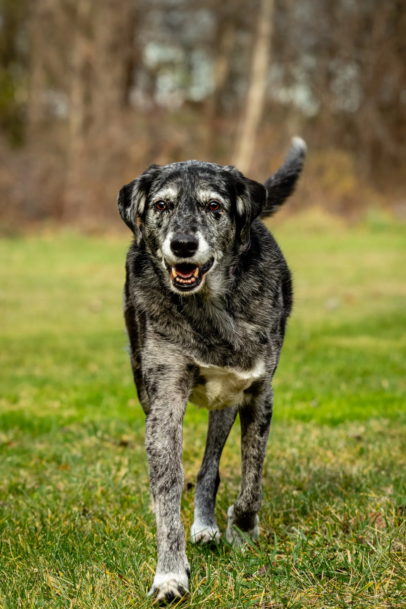 A black and gray spotted dog running on grass in a park with trees in the background.