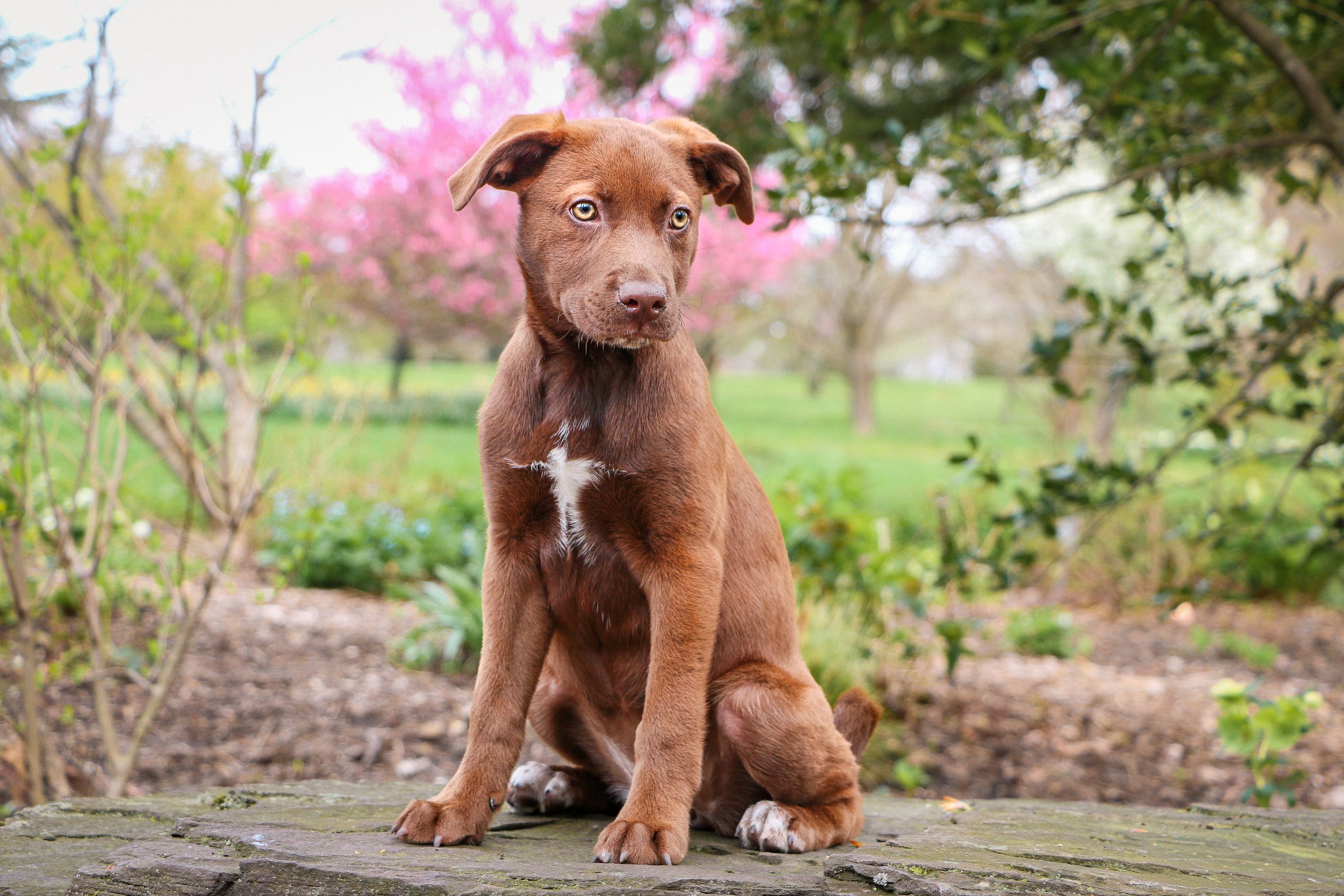 A puppy sitting on a grassy lawn with trees and dried bushes in the background, bathed in sunlight.