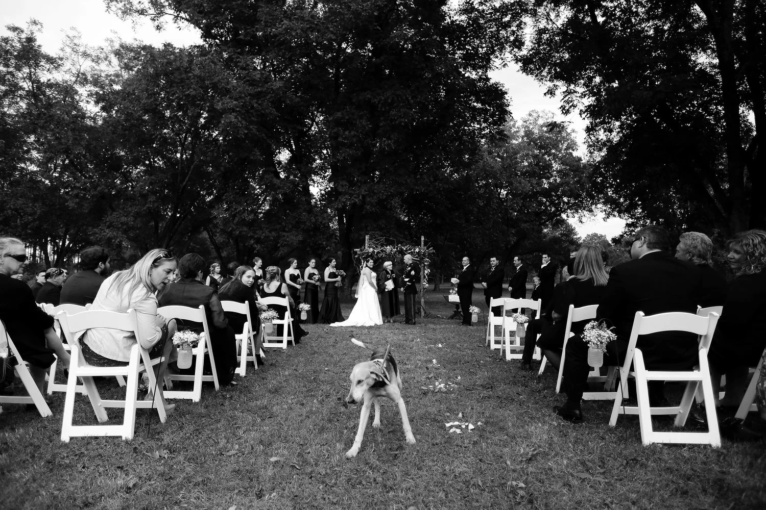 A black and white photo of an outdoor wedding ceremony with guests seated in white wooden chairs on both sides, a couple at the altar, and a dog in the foreground.