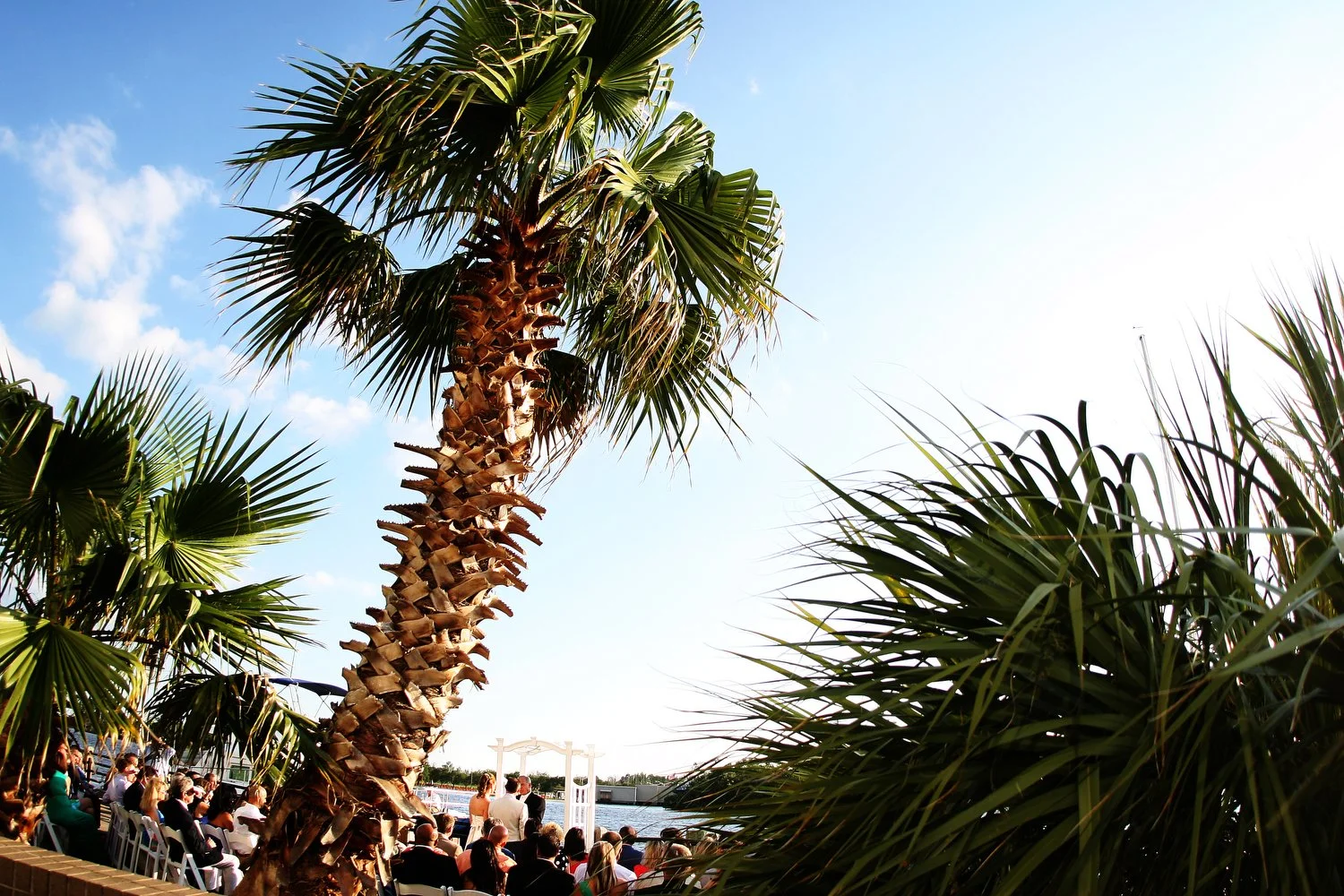 A waterfront outdoor wedding ceremony in Wilmington, North Carolina taking place under palm trees with guests seated and a couple standing at the altar, overlooking a body of water on a sunny day. The people are tiny in the frame as a huge palm tree 