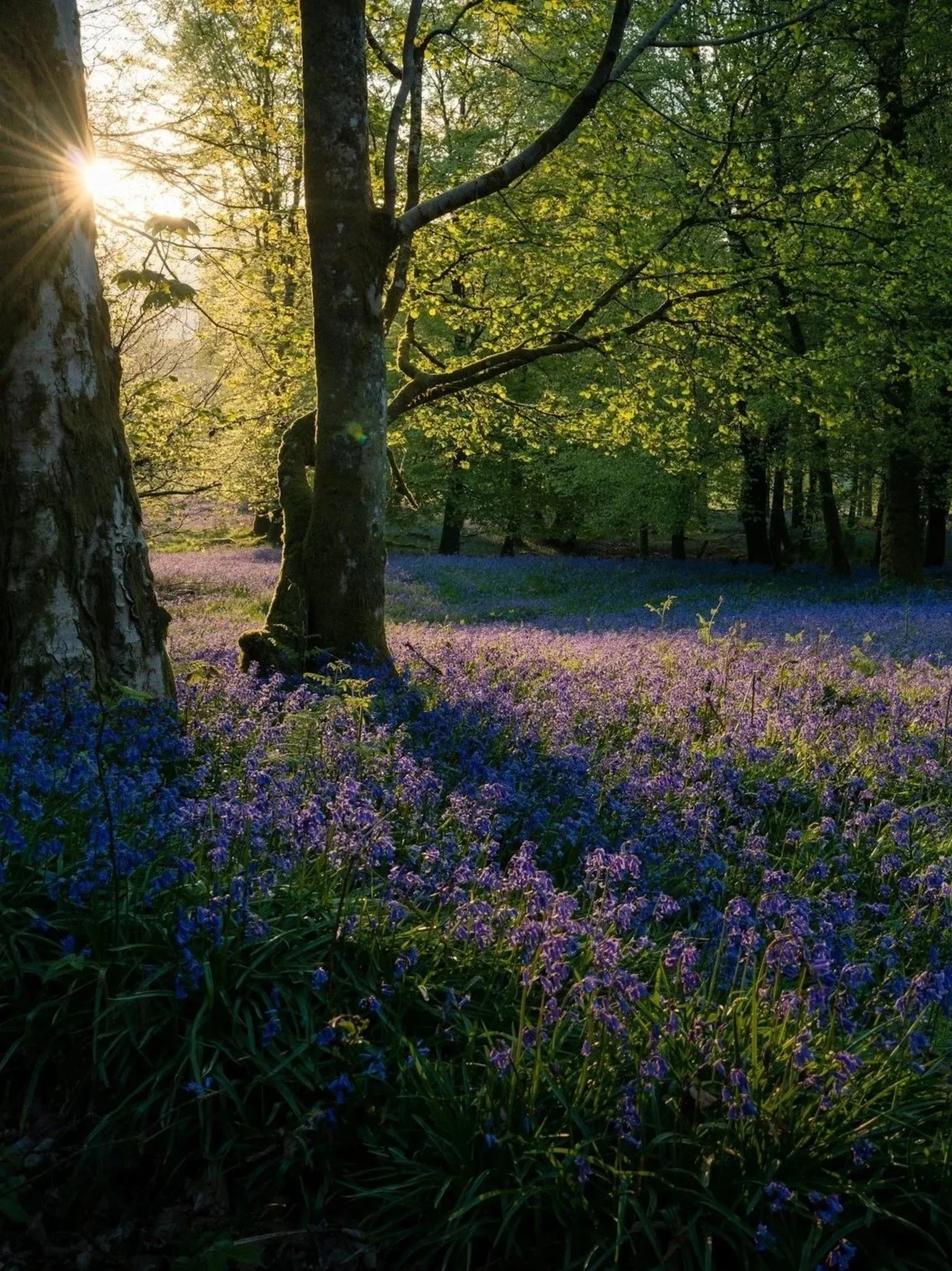 Planting Hope