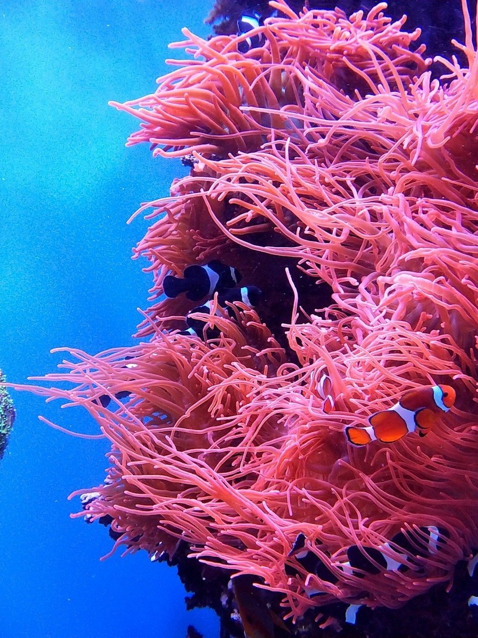 Planetary Tipping Points