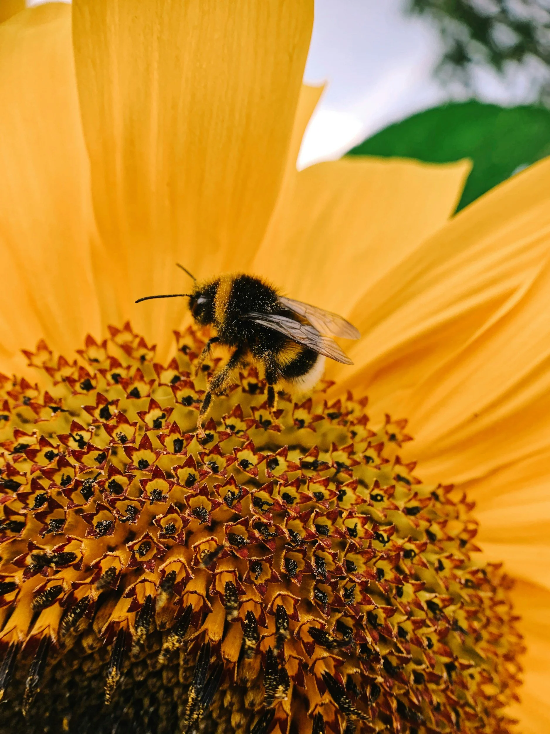 Bee on a yellow flower