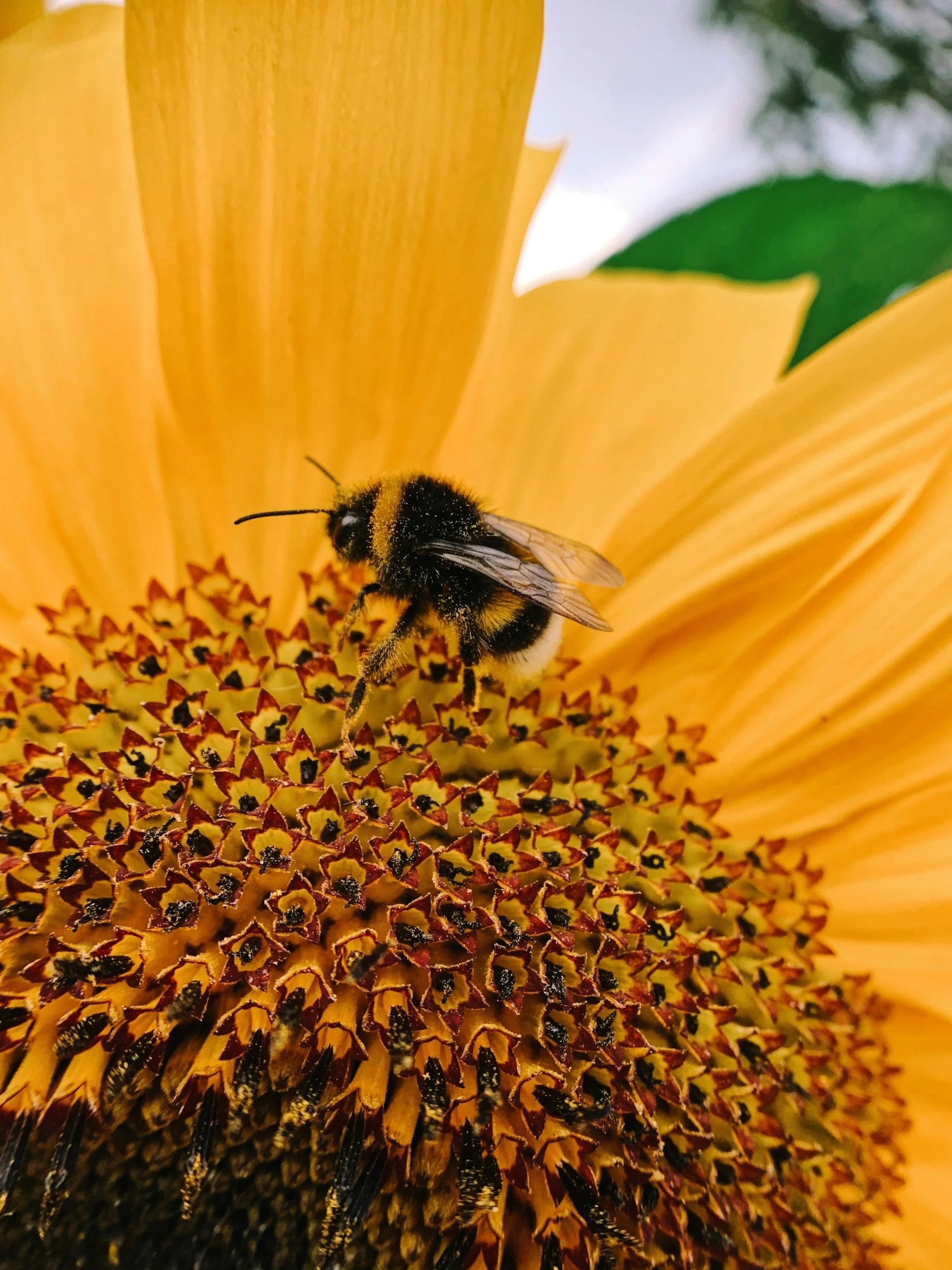 How to Bee Cool