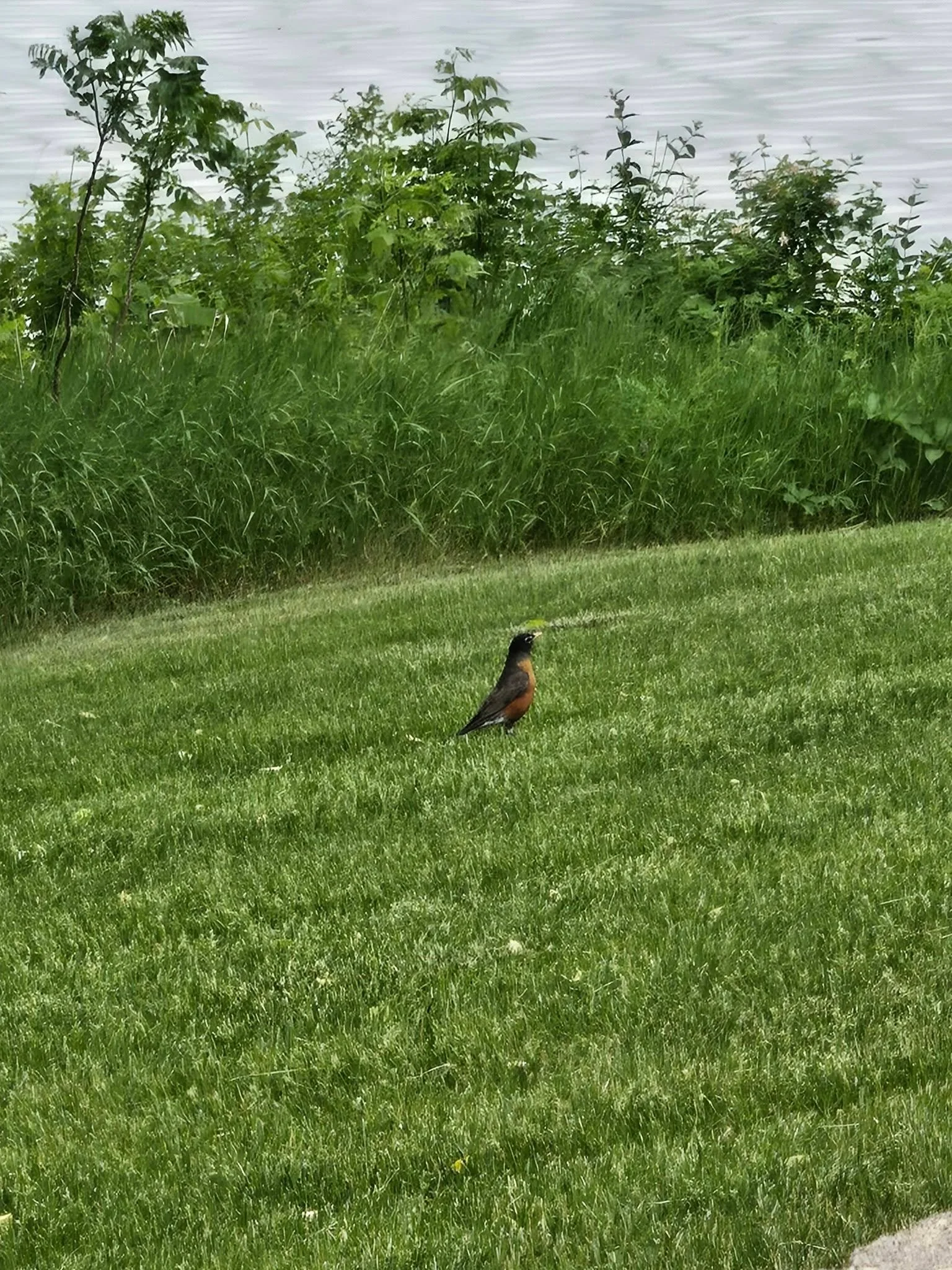 Sitting on my patio enjoying a "Be A Legend" beer when a fellow robin landed nearby.

For a moment, I wondered if he was there to deliver an inspirational chirp. Turns out he was mostly interested in worms.

But the beer got me thinking any