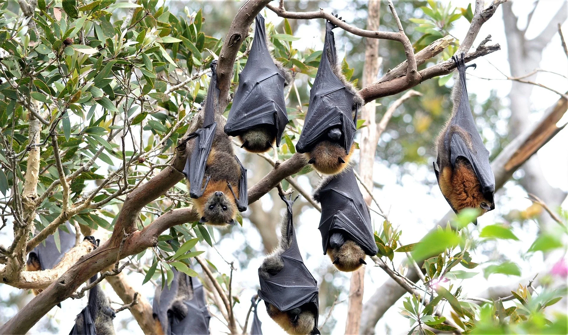 Five bats hanging upside down from tree branches among green leaves, with one bat looking directly at the camera.