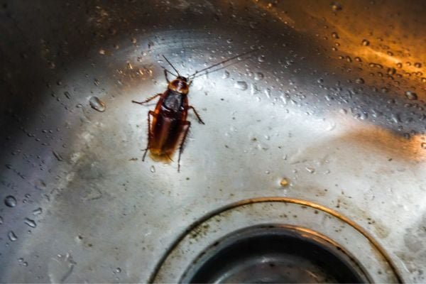 Close-up of a cockroach on a wet metal sink with water droplets.
