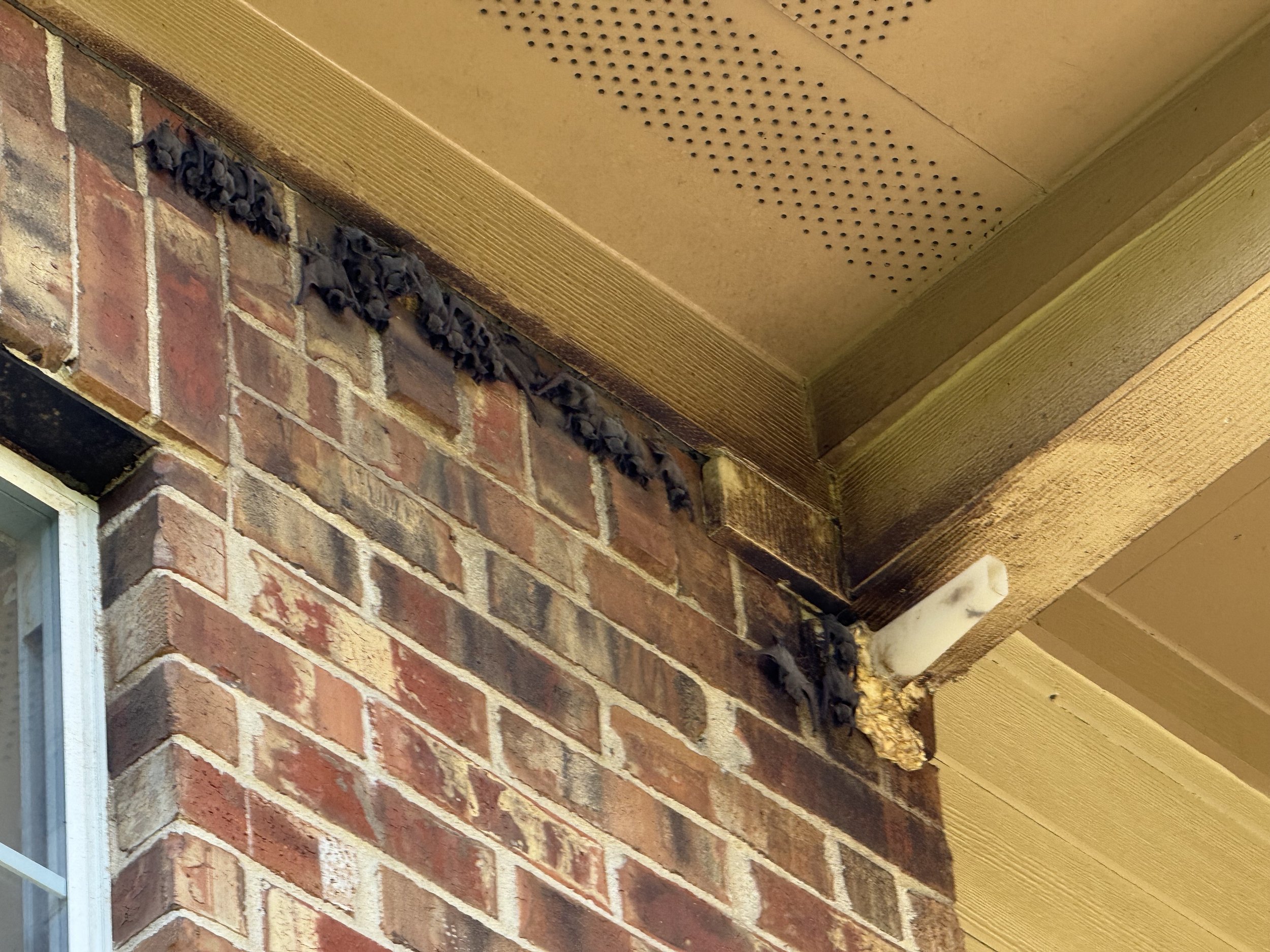 Black bats hanging upside down from a section of the house's brick wall near the roof.