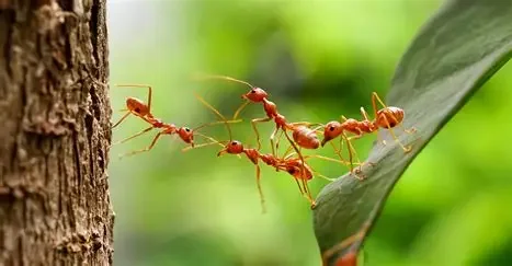 Close-up of red ants on a green leaf and tree trunk in a natural environment.