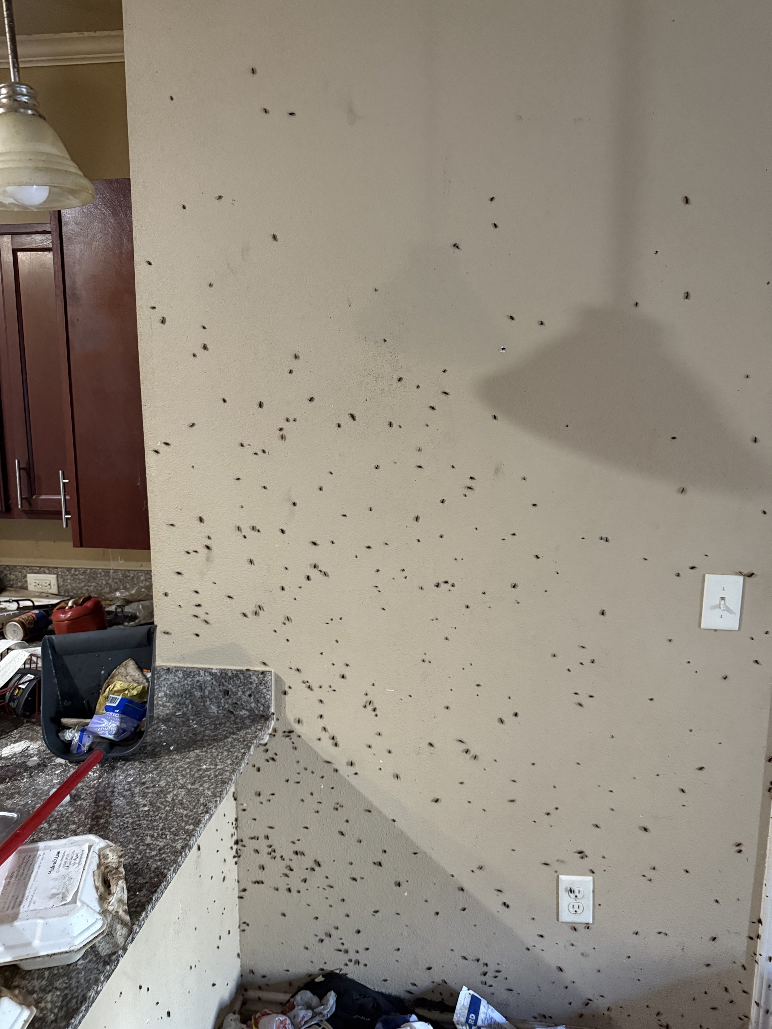 Kitchen wall and countertop covered with insects, trash, and clutter. A light switch is on the wall, and there is a power outlet nearby. The countertop has various items, including a plastic container and trash.