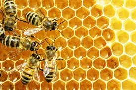Close-up of bees on a honeycomb