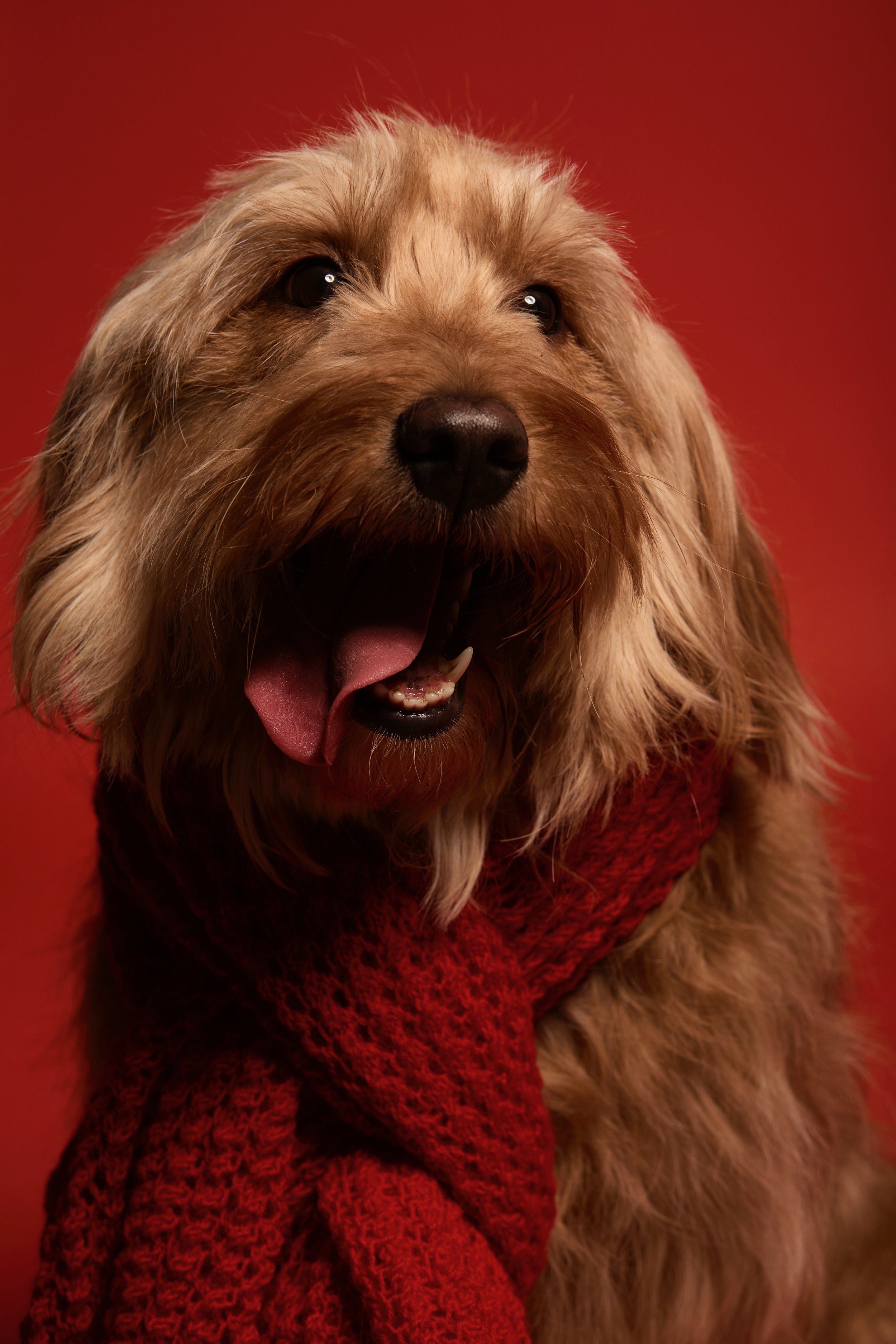 Winnipeg Pet Photographer