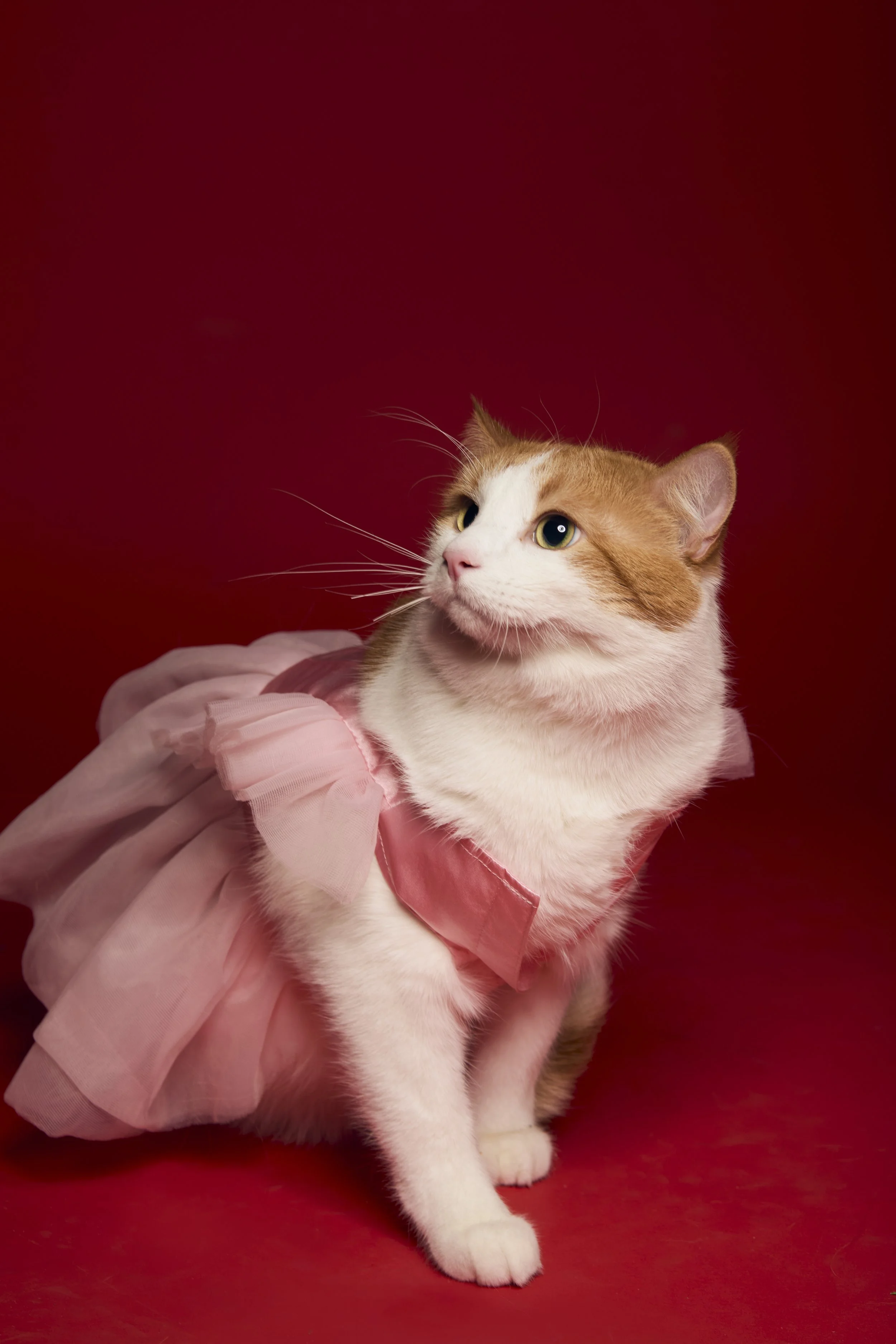 Winnipeg Pet Photographer