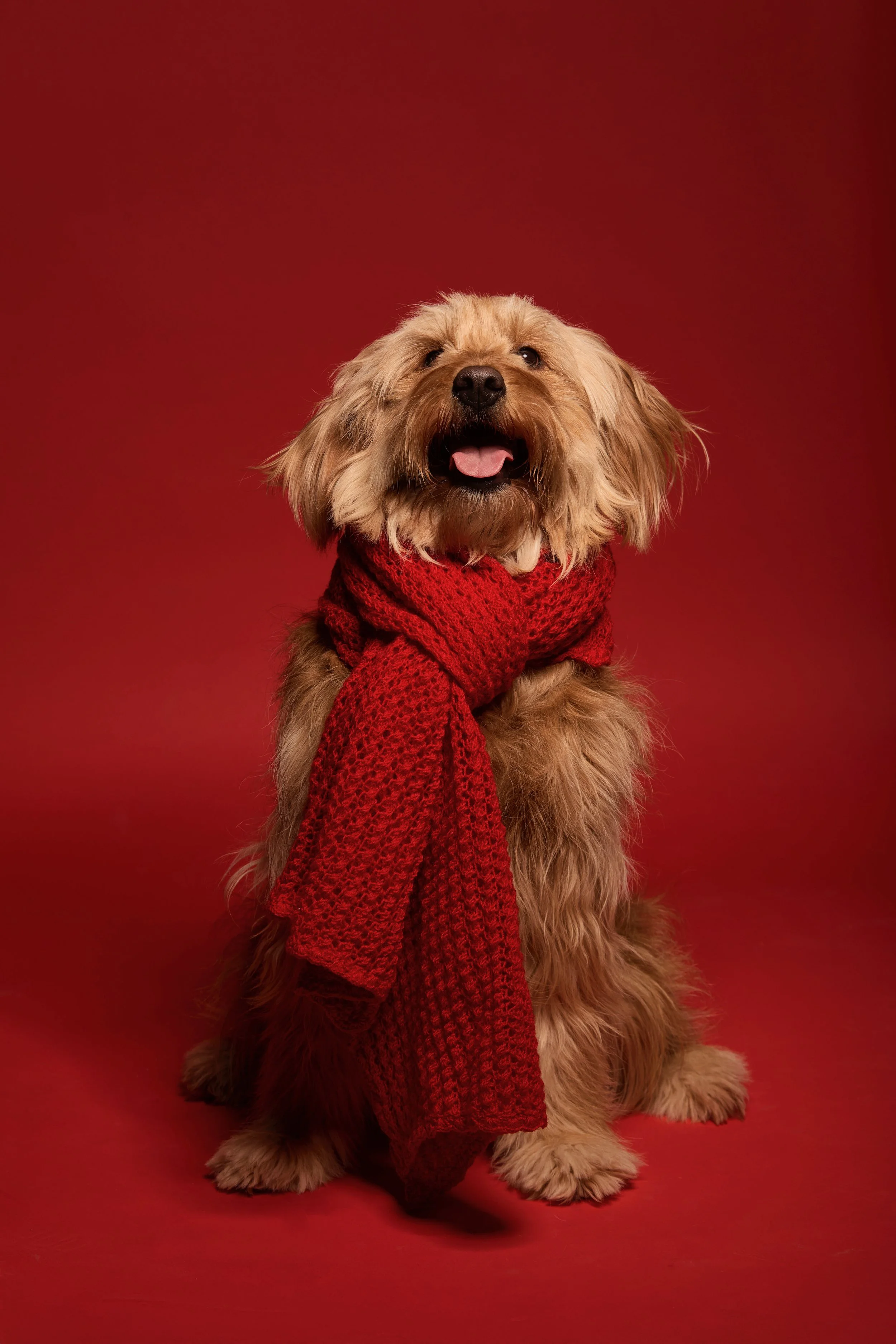 Winnipeg Pet Photographer