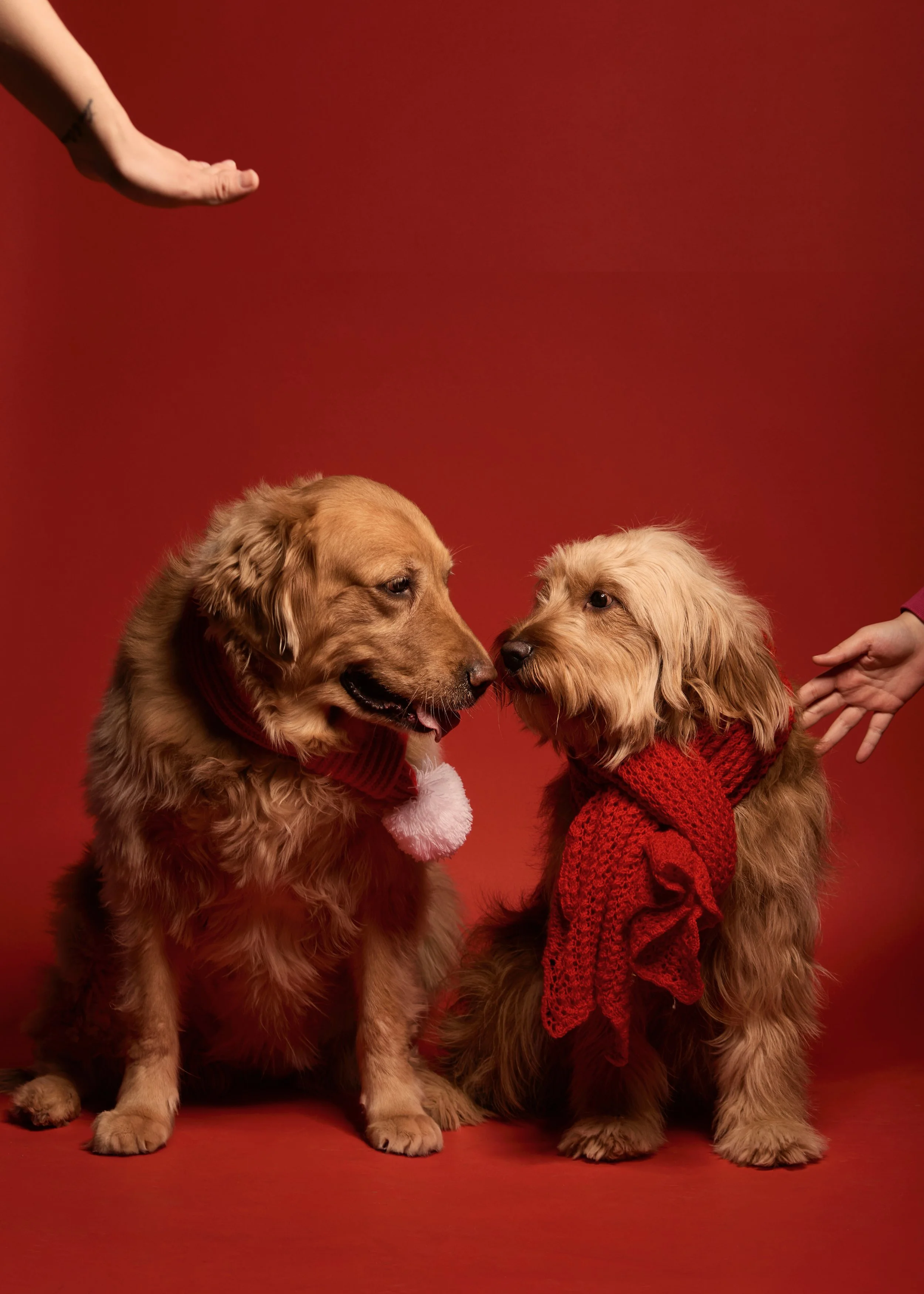 Winnipeg Pet Photographer