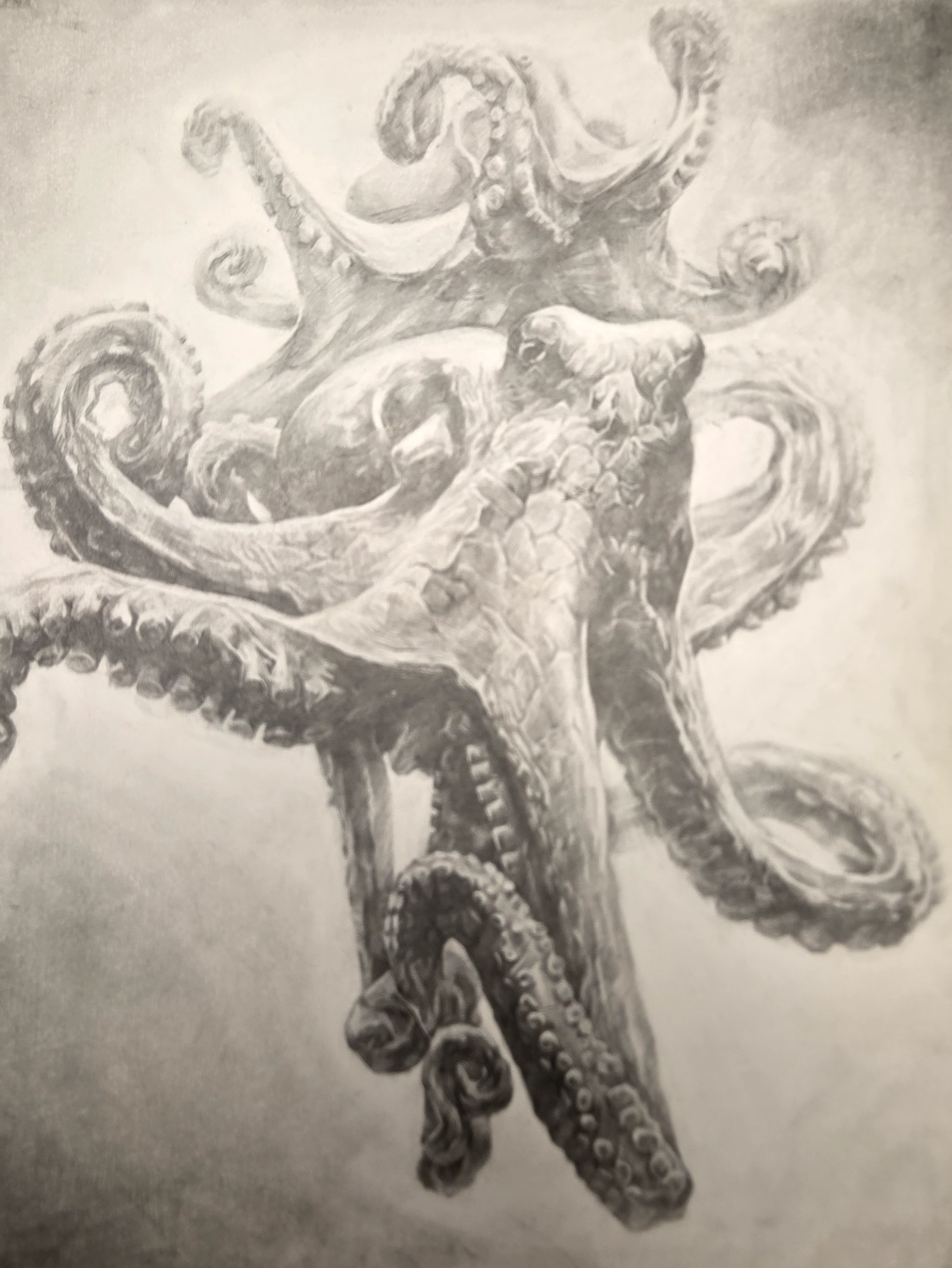Duo Octopus