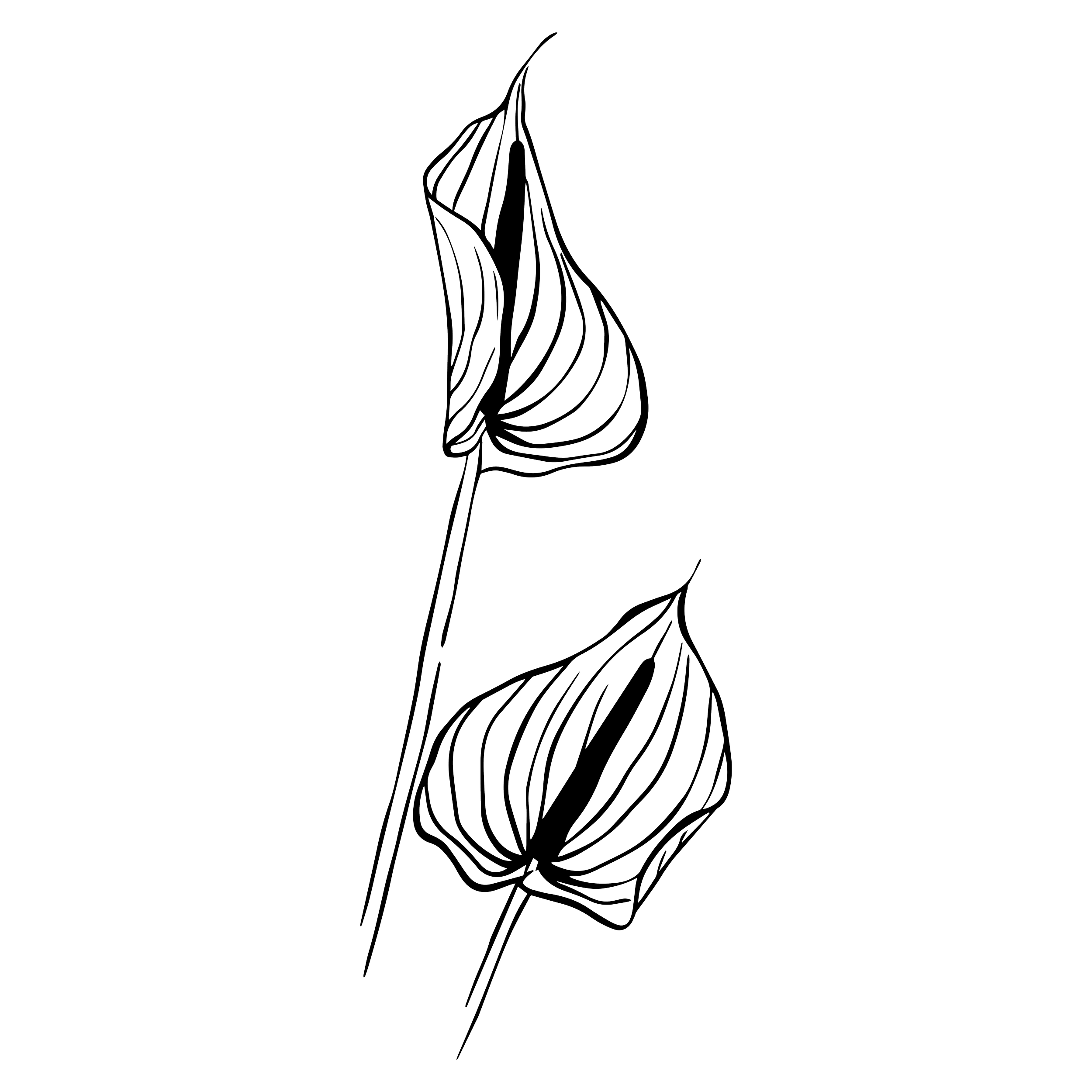 Line drawing of a two Anthuriums.
