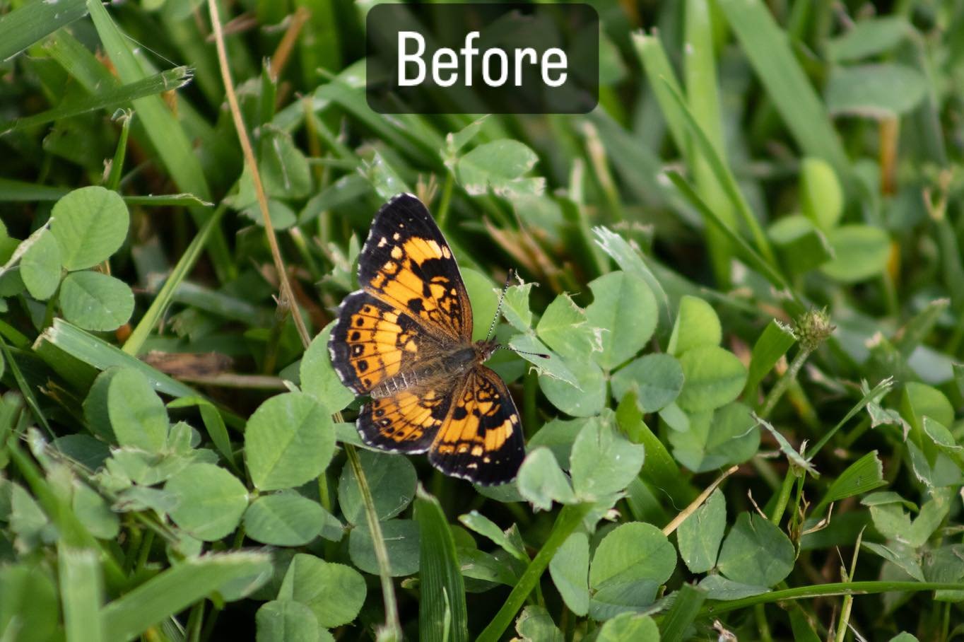 Got some great photos of the wildlife on my last photo walk! Enjoy!

#nature #photography #birdphotographer #canon #adobe #lightroom #beforeandafter