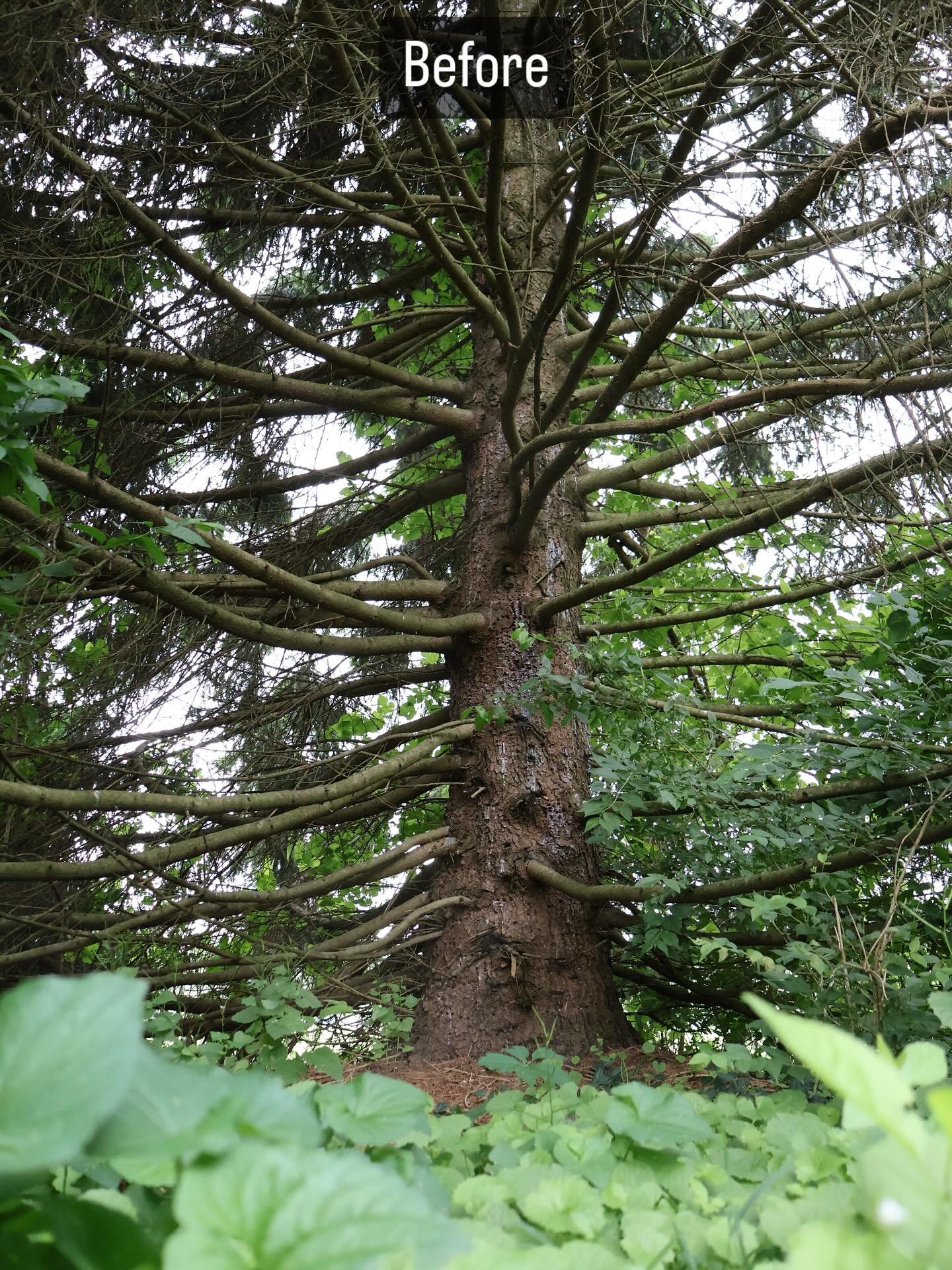 Wanted to take more vertical pictures! Going to start putting the images before and after being edited in Lightroom!

#photography #nature #naturephotography #treestagram #lightroom #adobe #canon