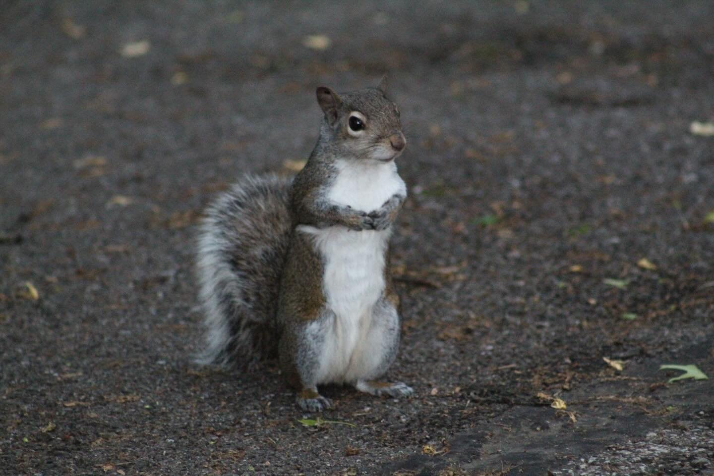 Went on a photo walk this morning. Had a nice squirrel pose for me! 🐿️