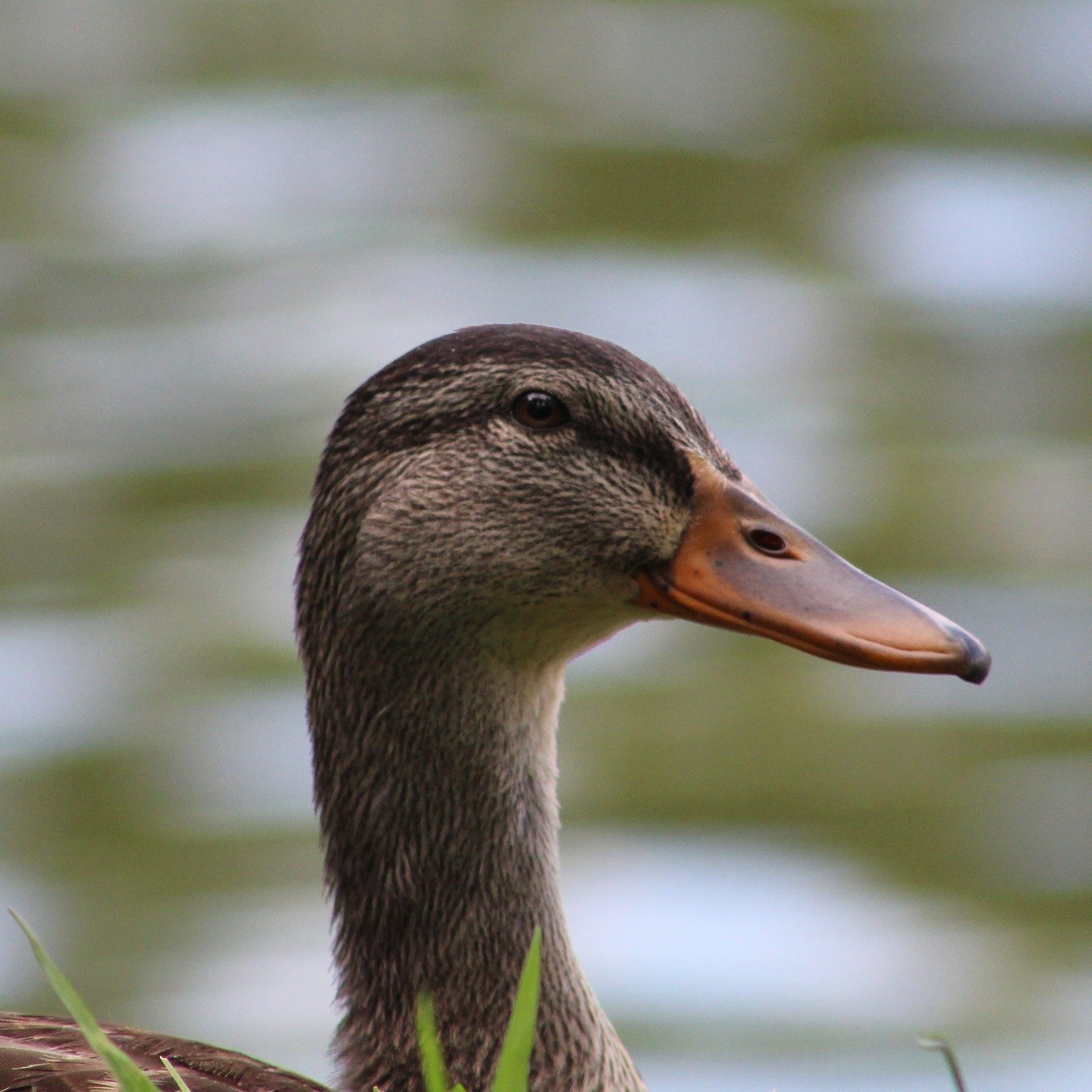 🦆 2