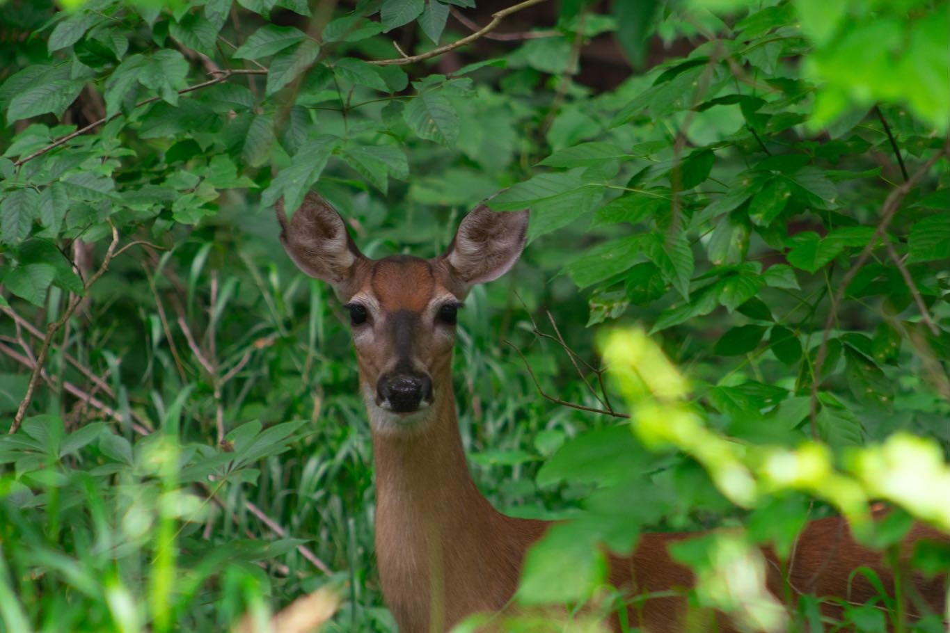 Ever since I have started taking photography seriously, I have wanted to get a picture of a deer. Found her while walking a trail, and she just stood there and let me get pictures. Definitely my favorite photos so far!

#nature #deer #canon #adobe #l