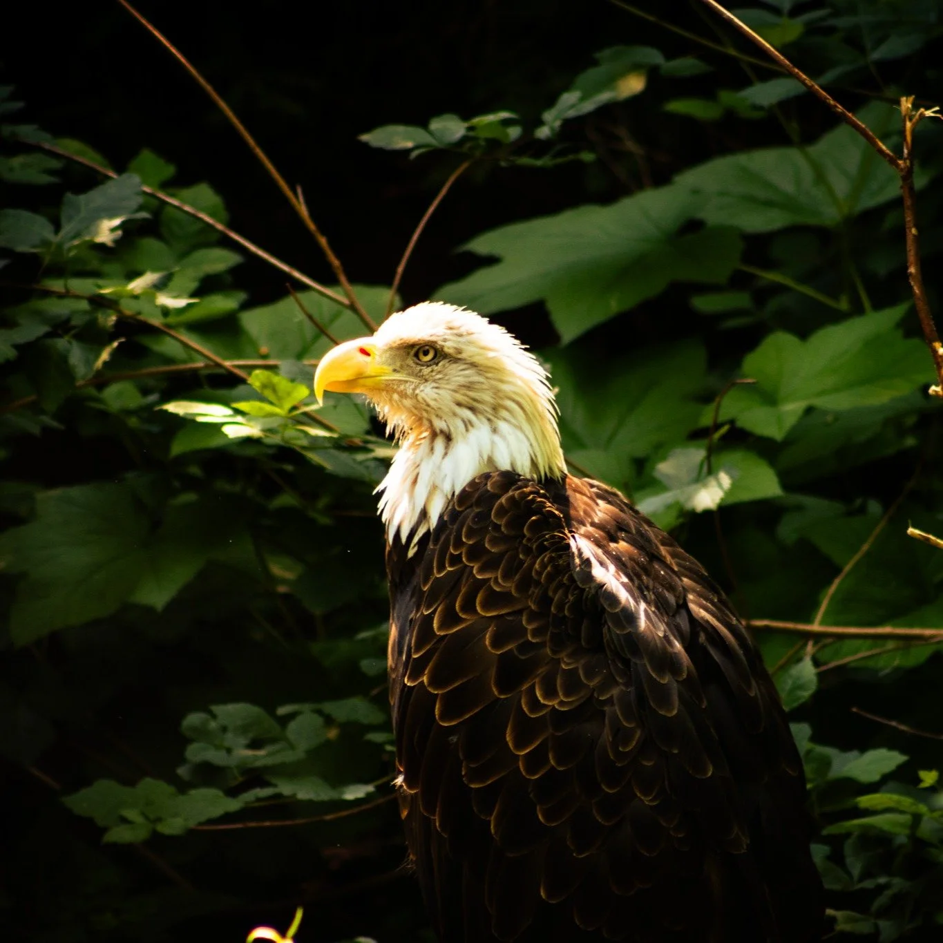 Here, finally, are the picture I took from the zoo in early June! Was really fun to go and focus on just taking photos!

#photography #cincinnatizoo #cincinnatiphotographer #nature #adobe #lightroom #canon