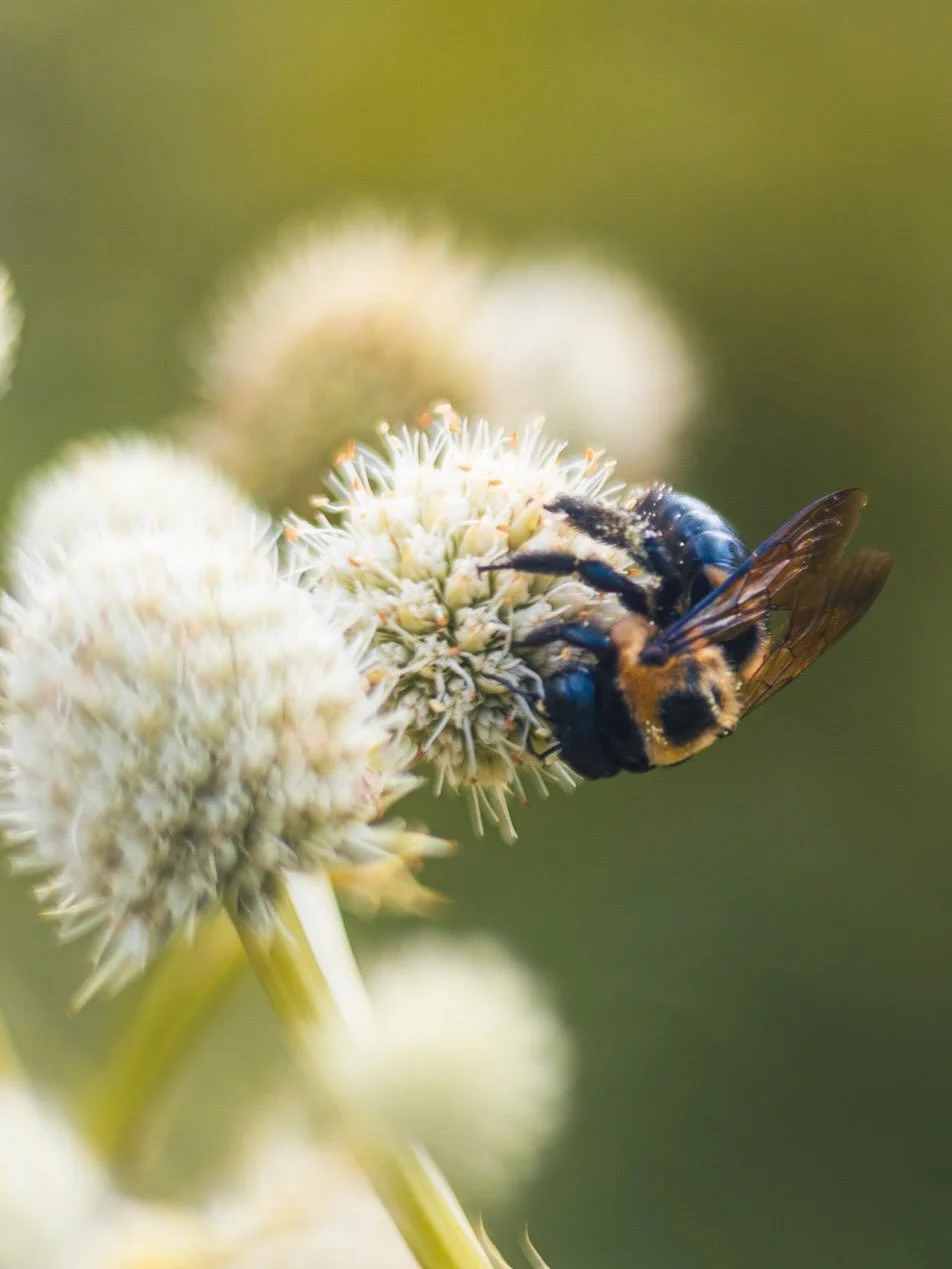 We can finally be Bees 🐝 

#photography #canon #adobe #lightroom #cincinnatiphotographer #bees🐝 #nature #macrophotographylove