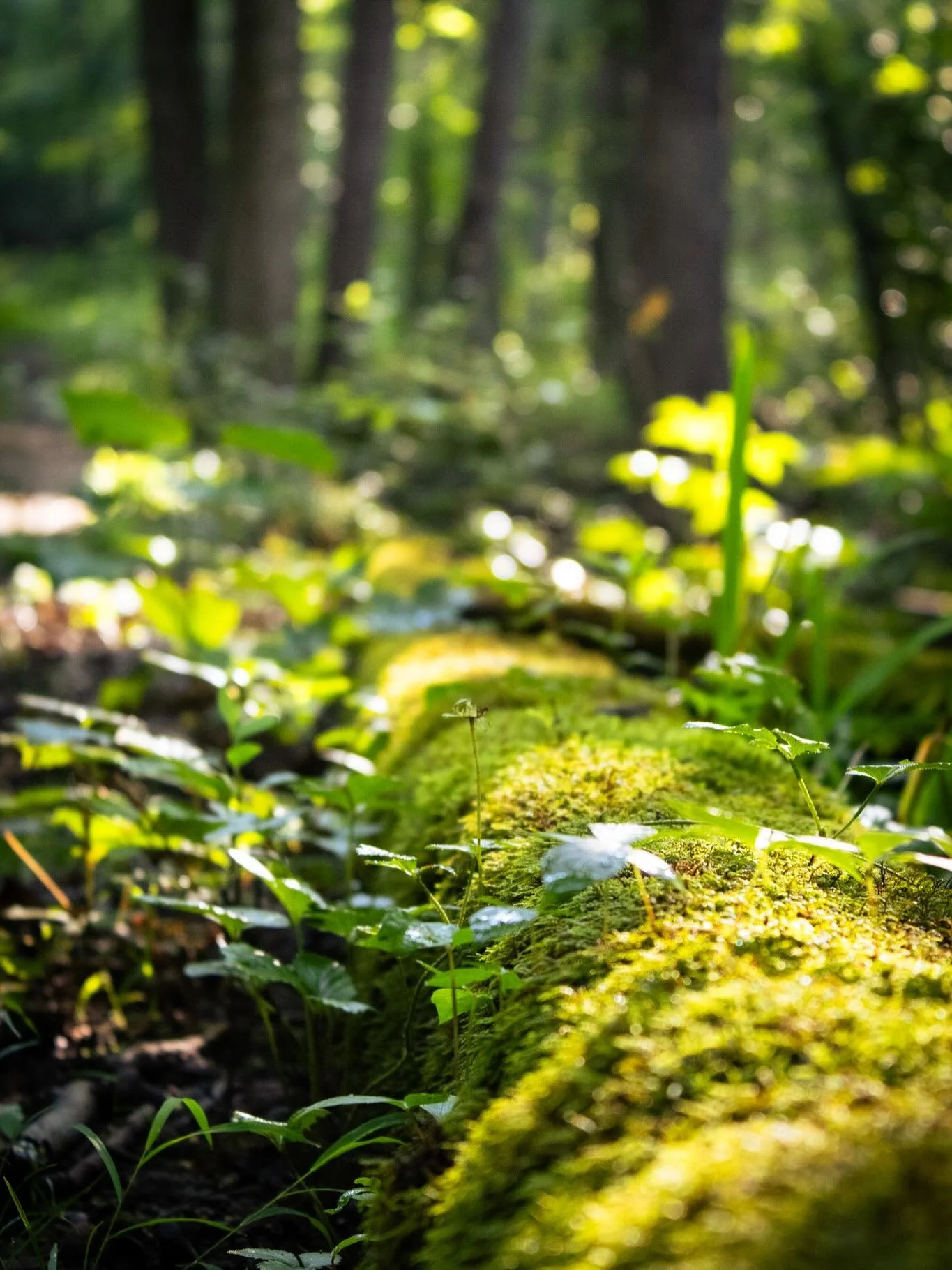 In celebration of a game I&rsquo;ve been waiting to come out, Grounded 2, I took photos with the mindset of being in the perspective of being shrunken in a park. Enjoy! @obsidian 

#grounded2 #grounded #obsidianentertainment #photographer #photograph