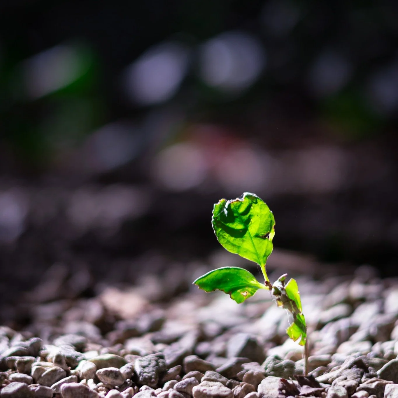 I love going to @cincynature for taking photos! Here's some more!