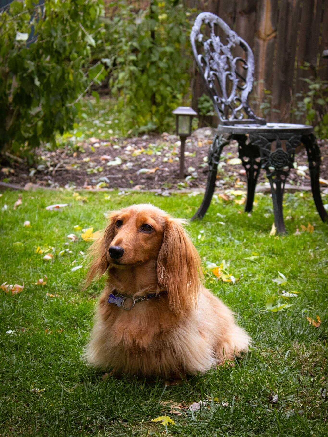 Went on a trip to visit some family in Akron recently, and did a mini photo shoot for their dog! Say hi to Scout! #photographer #dogs #petphotographer #canon #adobe #lightroom