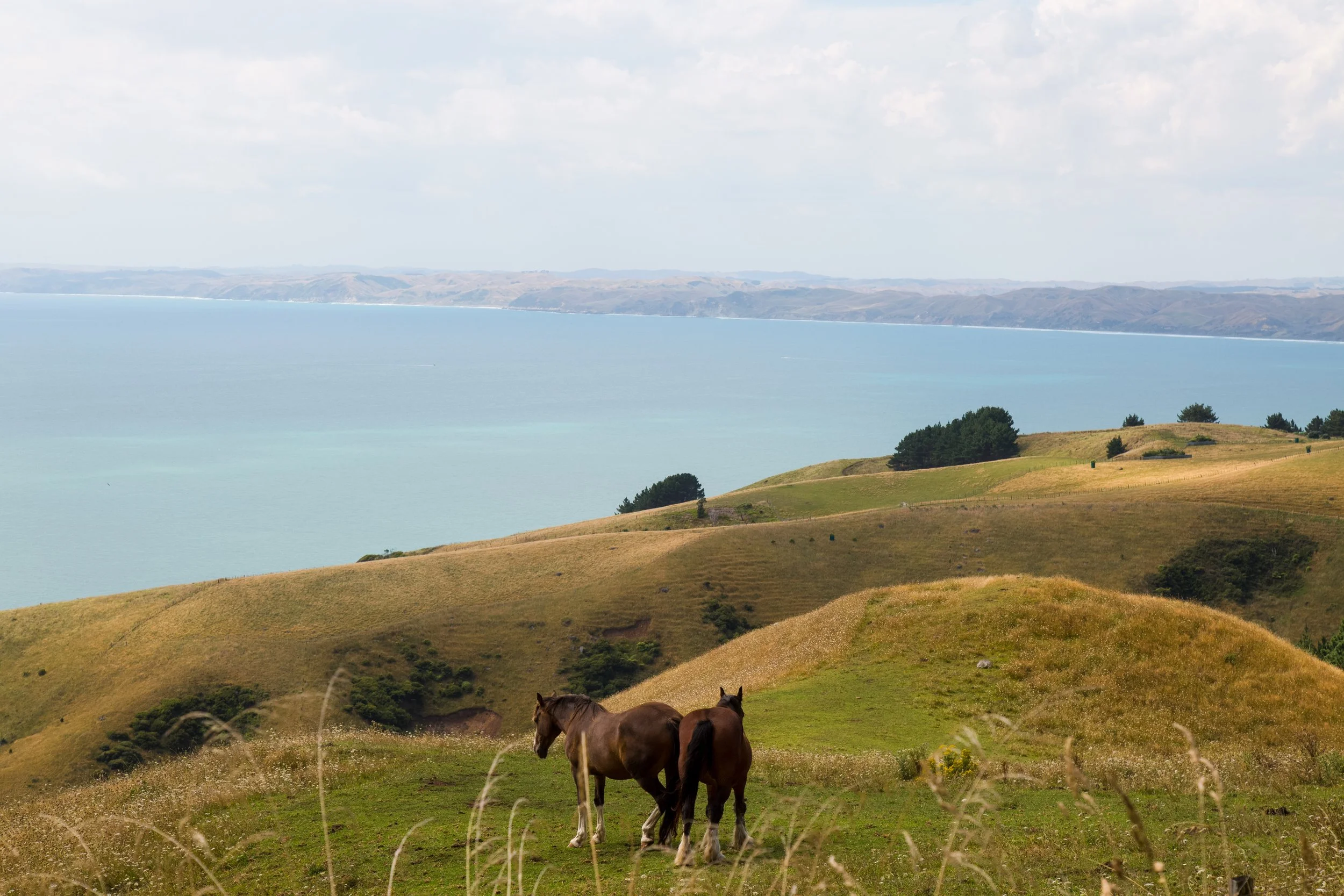 Coastal landscape with horses