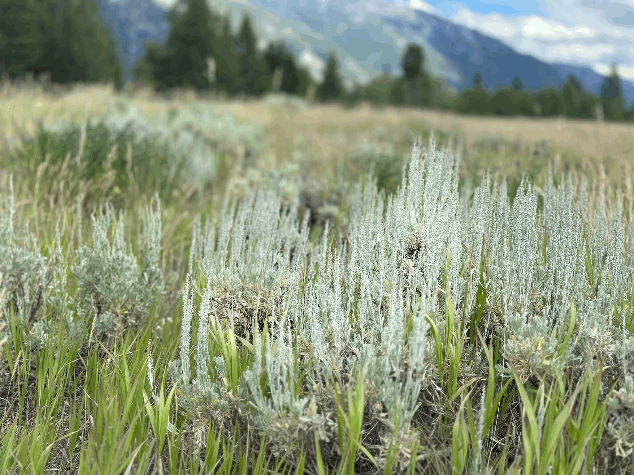 MONDAY MORNINGS - GRATITUDE MEDITATION - FREE