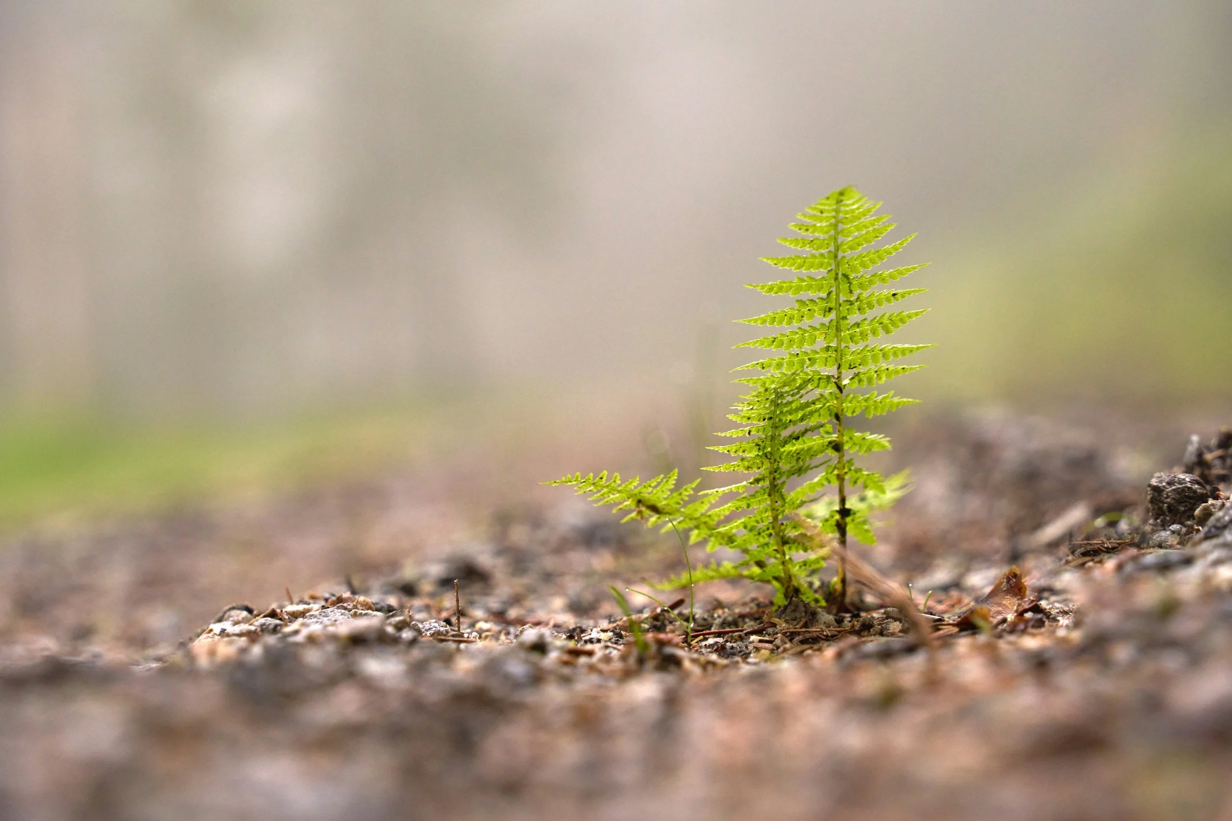 Becoming New: Embracing God’s Transformative Power in Your Life