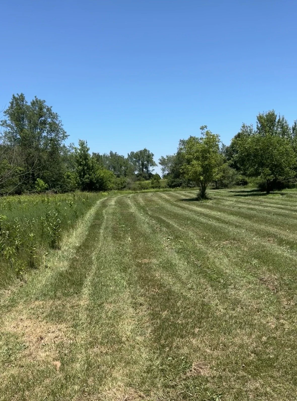 Field Mowing Consultation