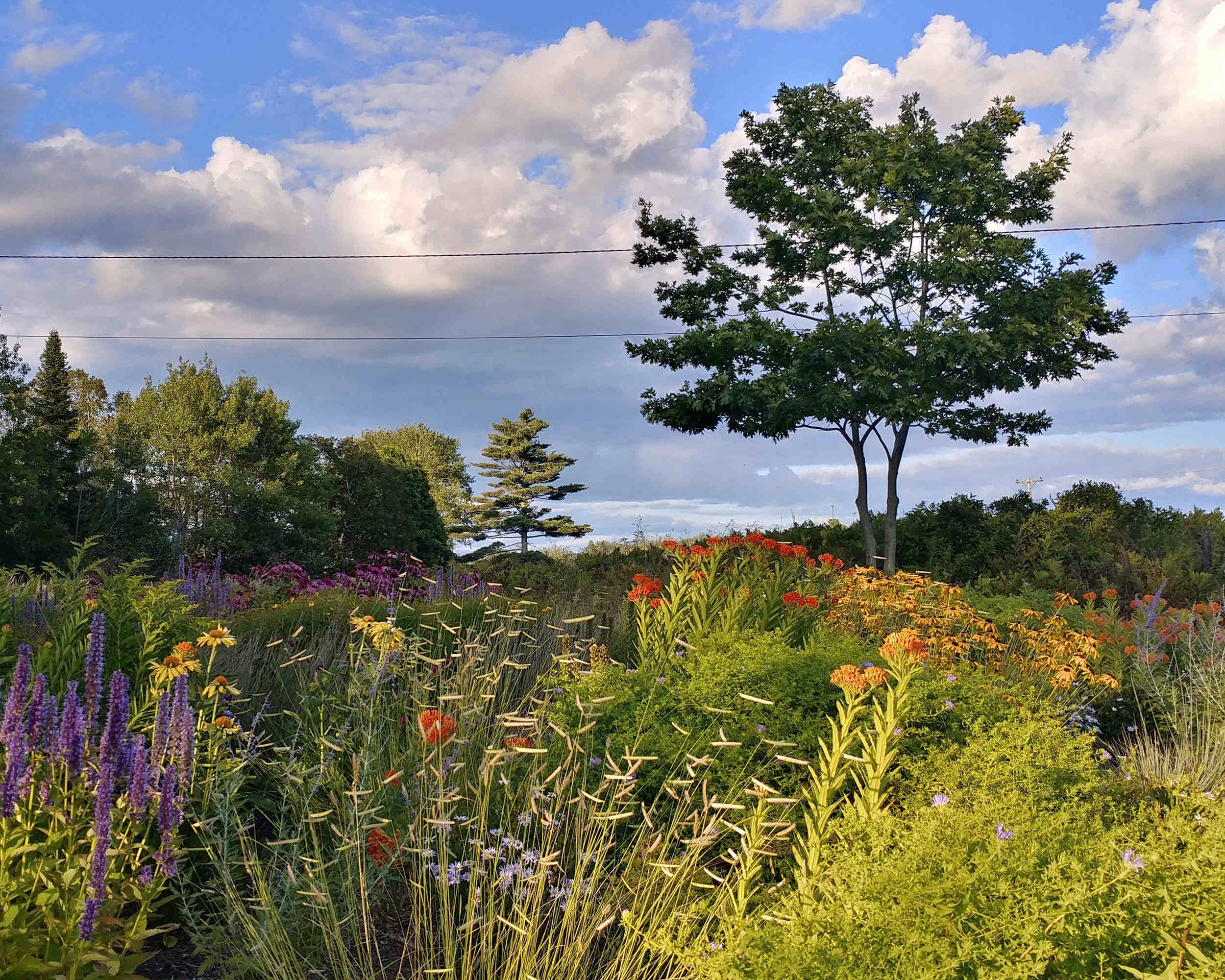 CeCe-Coastal-Wild-Garden 1805.jpg