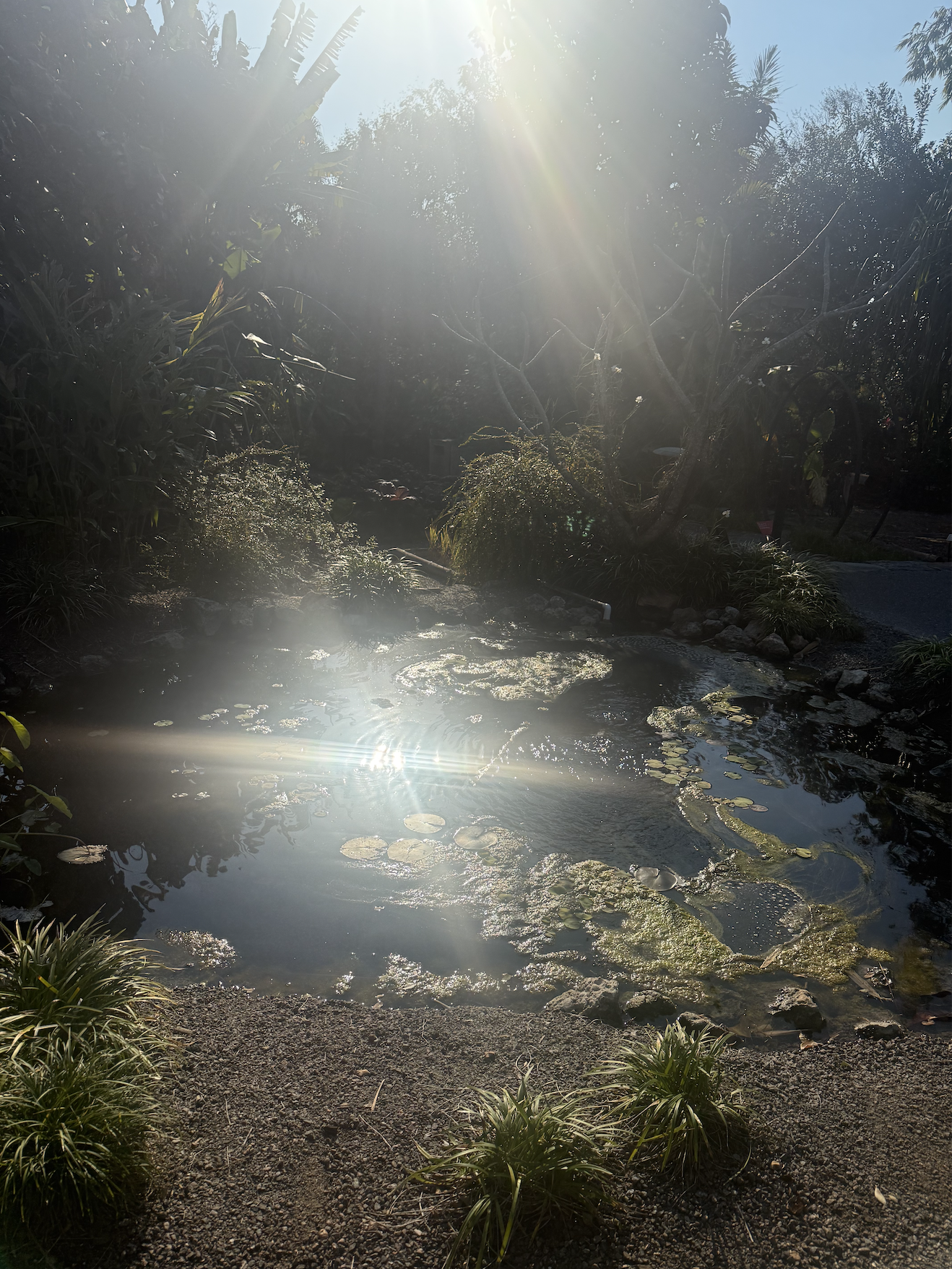 Naples FL Botanical Gardens Healing