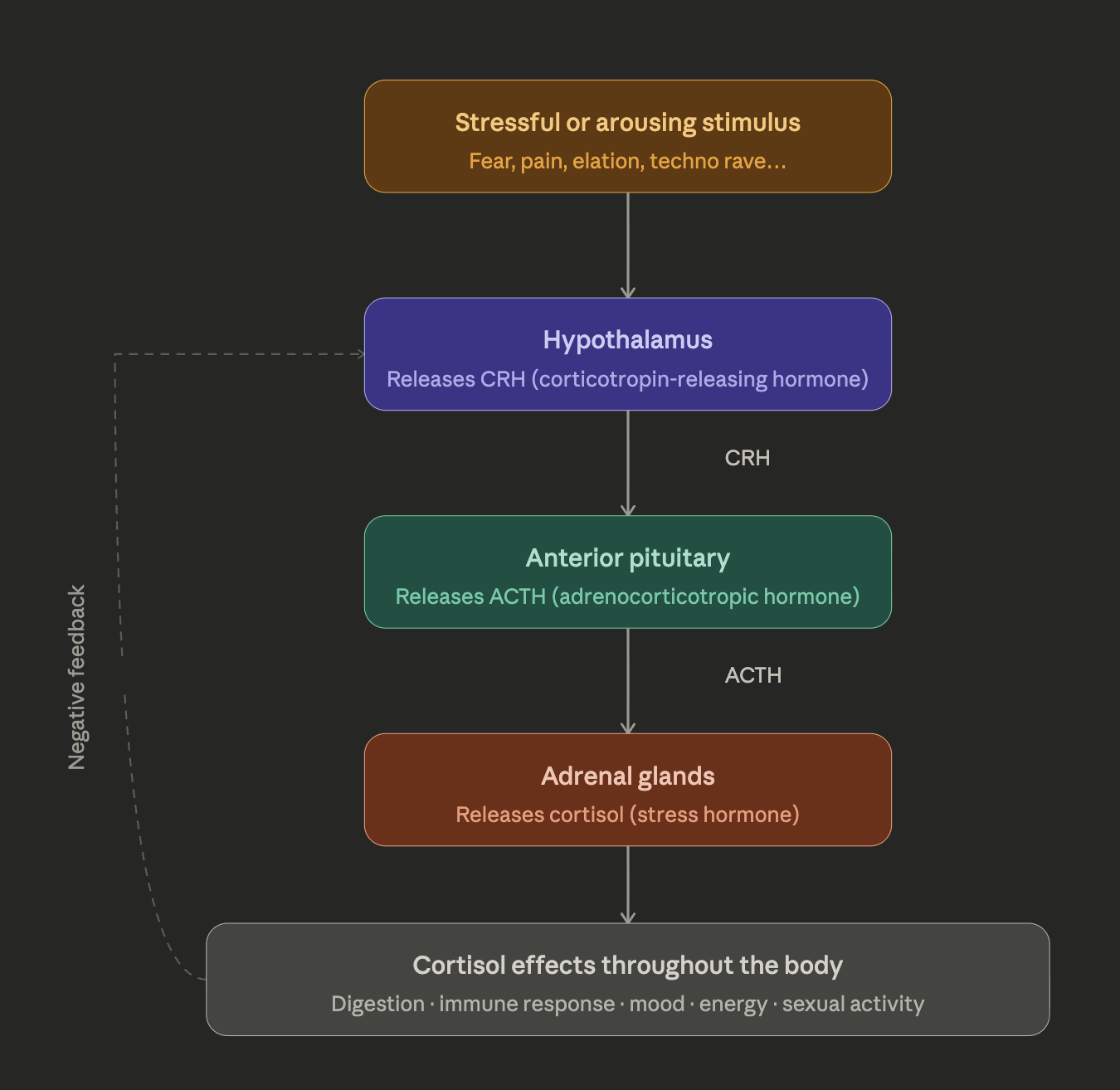 Stephanie Karzon Abrams techno and the neuroendocrine system music and psychedelics