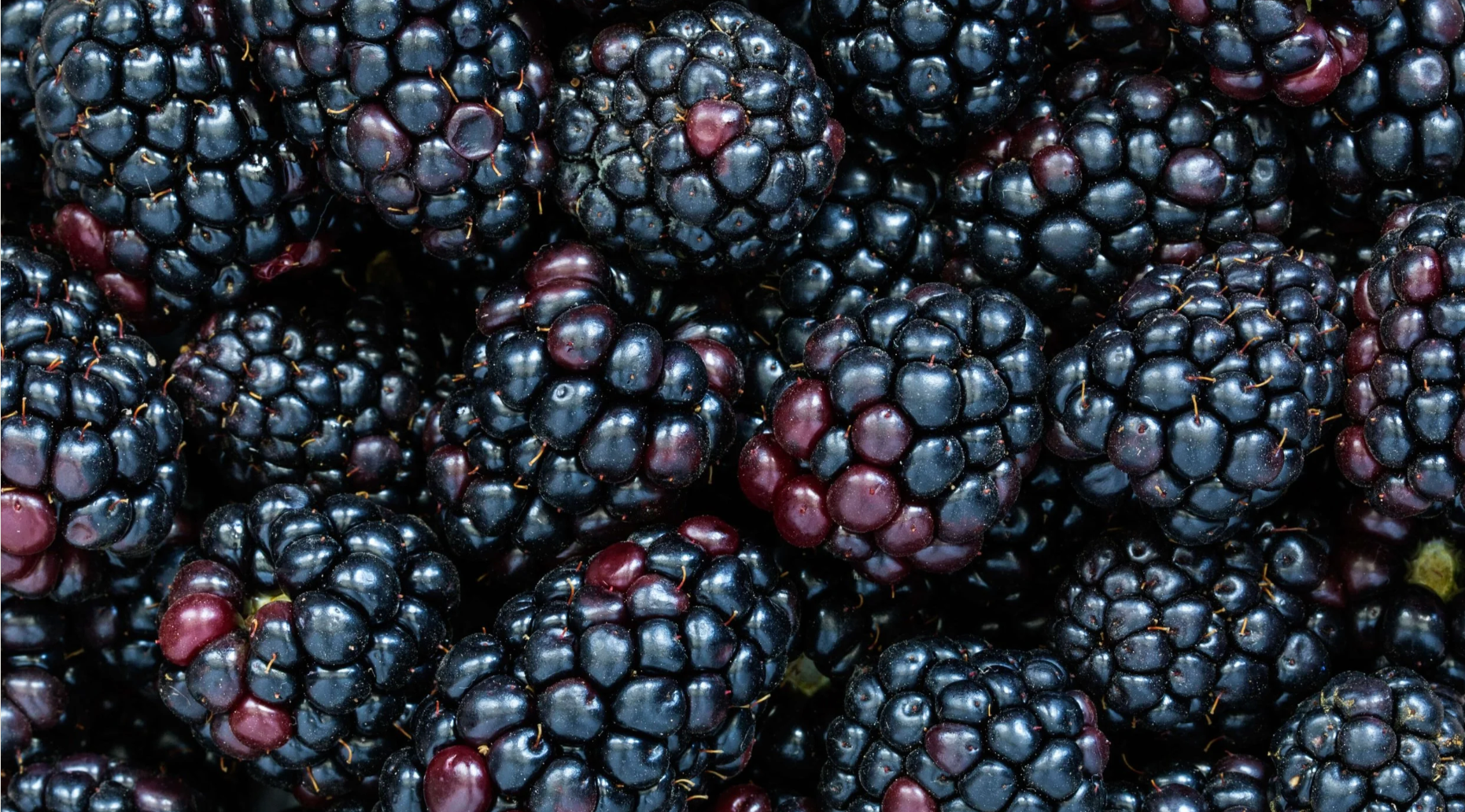 Blackberries - Your Brain’s New Best Friend