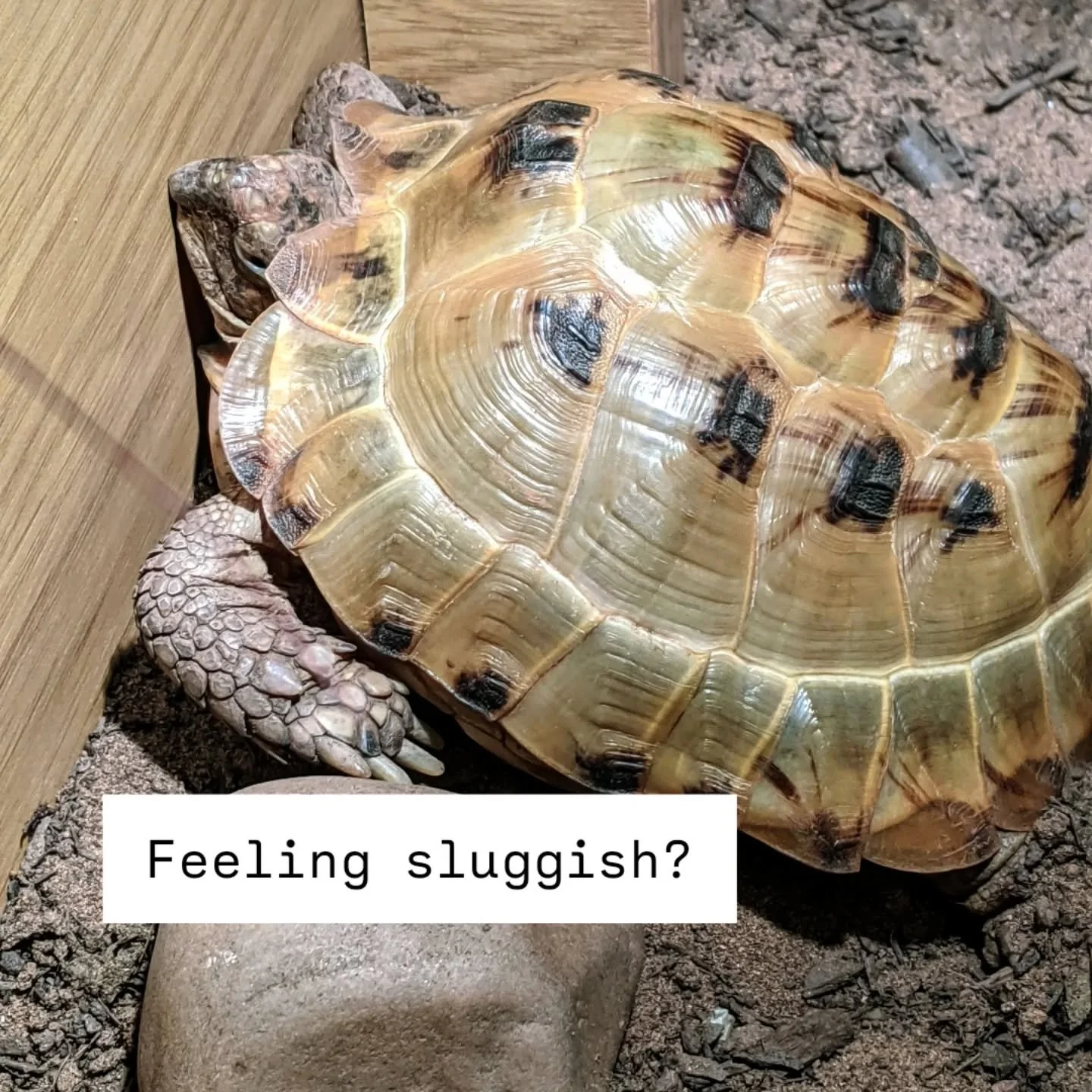 The ICV! (Often mistakenly removing the appendix due to its close proximity) can be responsible for a vast list of symptoms. Ironically so, with it's very simple fix 💫 - Have you been experiencing?

IBS / Digestive issues

Hip / Shoulder / Elbow pai