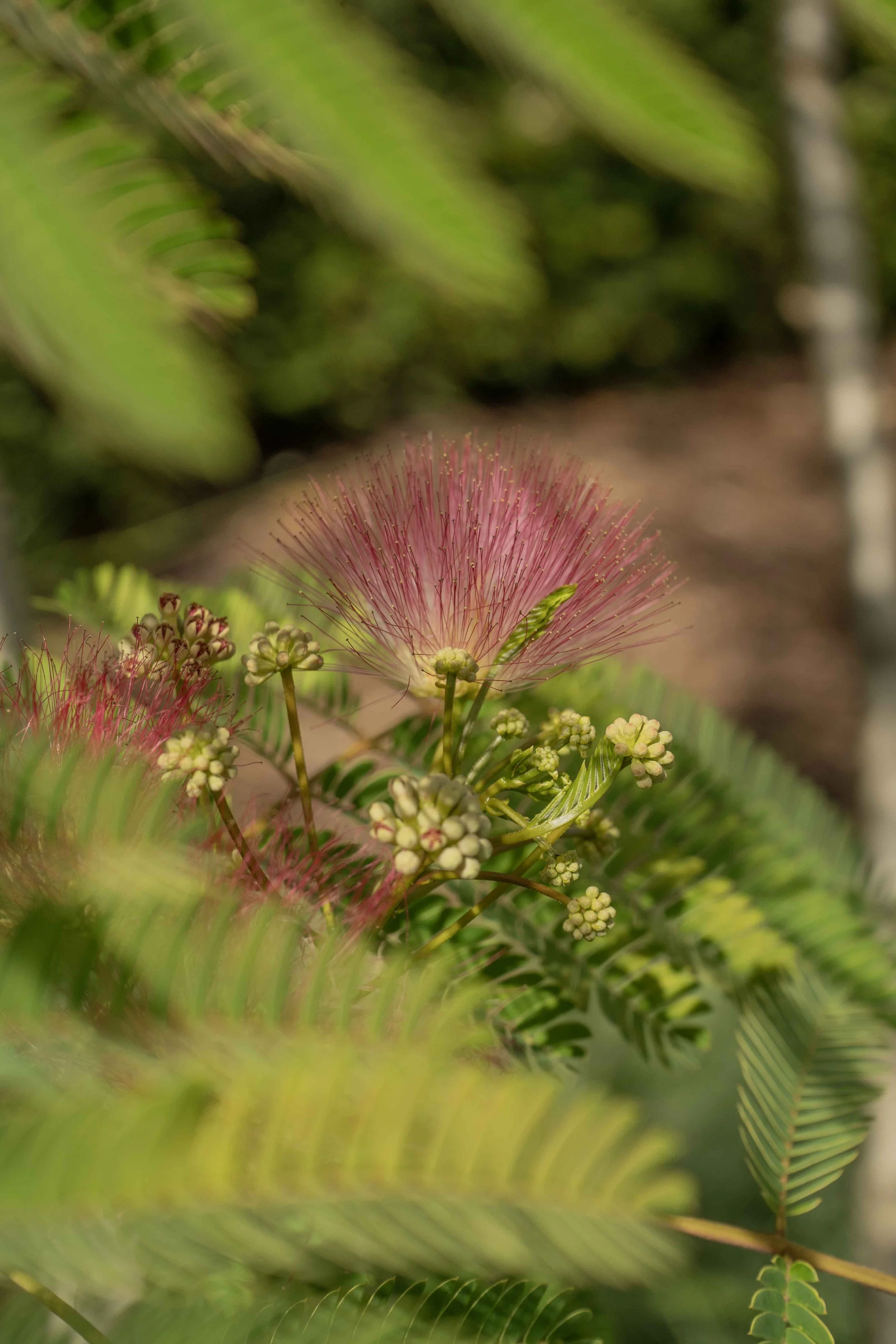 Beplantingszoom van biodiversiteit aanbod, tuinarchitect via PARTEIR