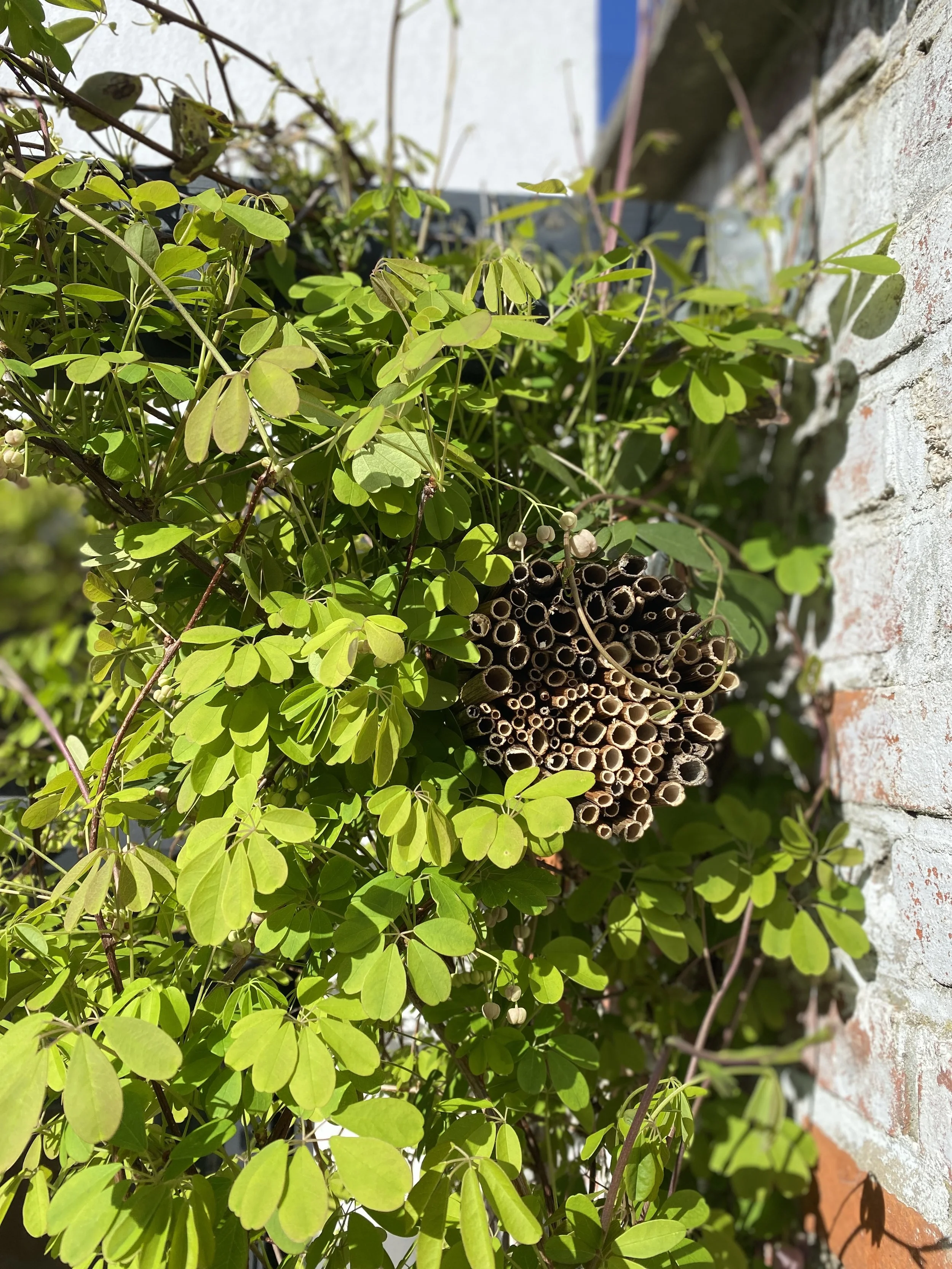 bijenhotel, insectenhotel in wilde tuin