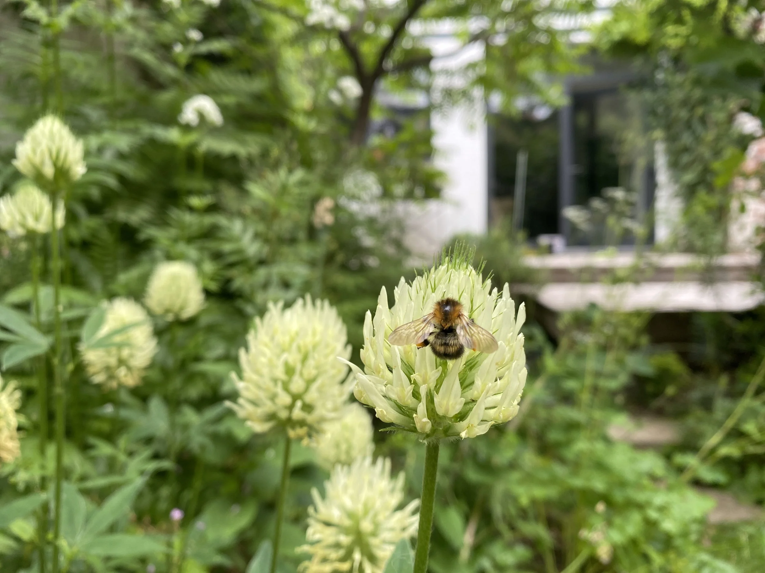 bij op bloem, bloementuin