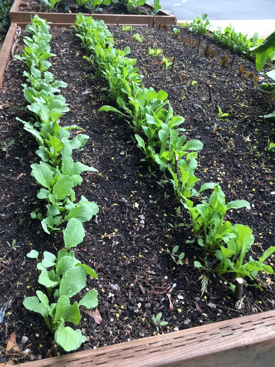 gary's garden3.jpeg
