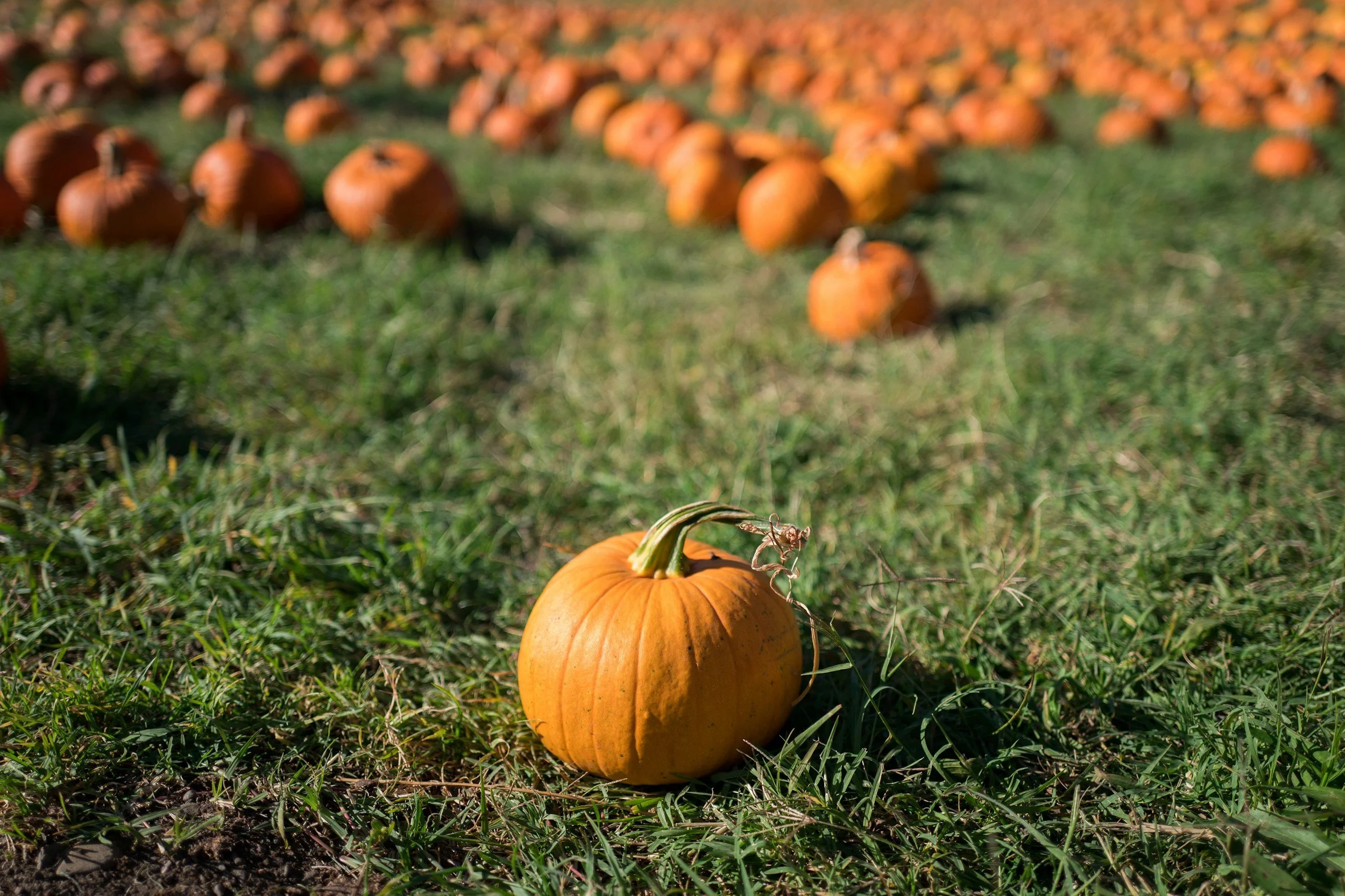 October pumpkin on the grass in the foreground with many pumpkins arranged in lines in the background, outdoors.